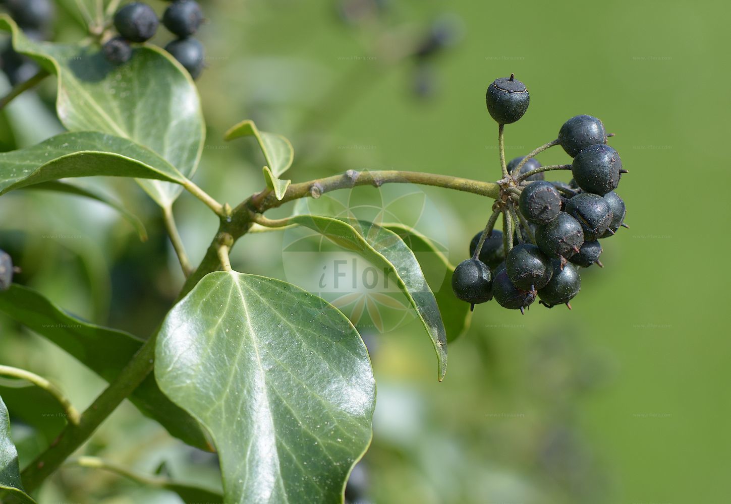 Hedera helix - Araliaceae,Plantae,Pteridobiotina,Angiosperms,Apiales,Araliaceae,Hedera,Hedera helix,Hedera chrysophylla, Hedera communis, Hedera donerailensis, Hedera helix f. aureovariegata, Hedera helix var. aurea, Hedera helix var. crenata, Hedera helix var. vulgaris, Hedera marginata, Hedera palmata, Hedera poetarum, Hedera poetica,Gewöhnlicher Efeu;Efeu;Gemeiner Efeu;ivy;common ivy;english ivy;Lierre;lierre commun;bourreau des arbres;courroie de Sain-Jean;drienne;herbe de Saint-Jean;lierre des poètes;lierre grimpant;lierret;rondelette;rondette;rondote;terrette;yedra comun;hiedra;yedra común;hiedra común;anzosto;aunzosto;cazuz;enredadera;hedra;liedrera;yedra;Edera;ellera;klimop;hera;aradeira;hédera;hedra;heradeira;hereira;плющ обыкновенный;плющ бальтийский;duvar sarmaşığı;urthi;edra;elres;eura;gedra;hedra;hedrera;heura;heurera;lleura;bršljan;murgröna;vedbend;bluszcz pospolity;aibî;kizuta;seiyô-kizuta;アイビー;キヅタ;セイヨウキヅタ;navadni bršljan;borostyán;břečťan popínavý;iederă;brečtan popínavý;плющ звичайний;брашлян;обикновен бръшлян;harilik luuderohi;Baltijas efeja;parastā efeja;bergflette;europaanmuratti;muratti;kisos hachoresh;קִיסוֹס הַחֹרֶשׁ;paprastoji gebenė;κισσός;huntz arrunt;untz;untza;untza-ostoa;xira