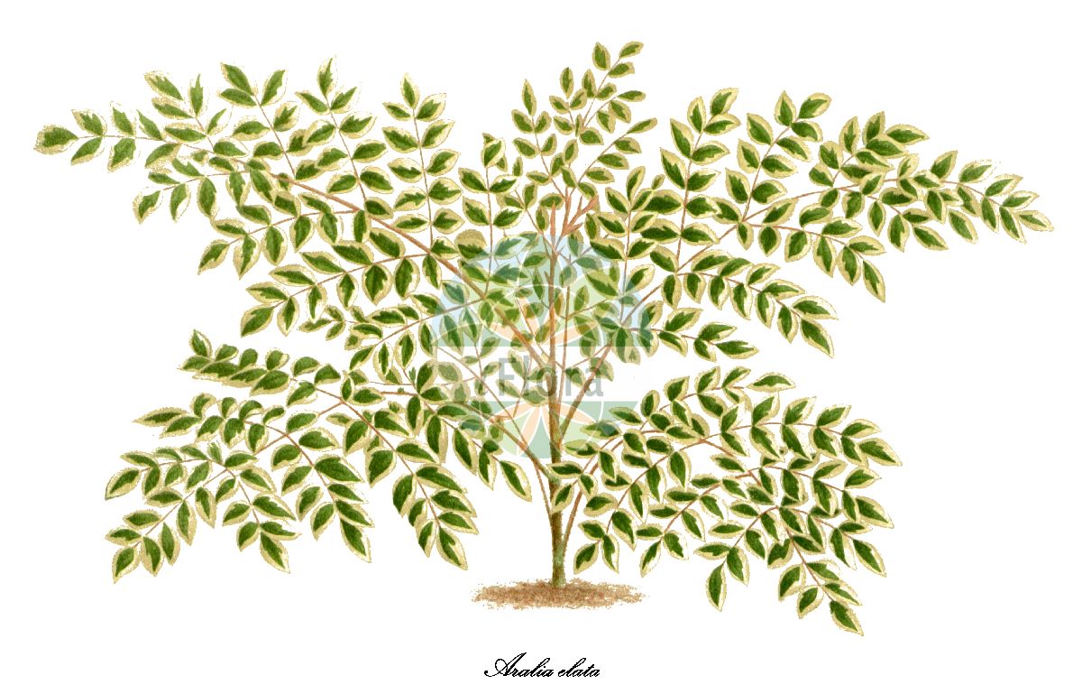 Aralia elata - Araliaceae,Plantae,Pteridobiotina,Angiosperms,Apiales,Araliaceae,Aralia,Aralia elata,Aralia chinensis var. canescens, Aralia chinensis var. elata, Aralia elata f. canescens, Aralia elata var. canescens, Aralia spinosa var. elata, Dimorphanthus elatus,Japanische Aralie;Aralie;Japanischer Angelikabaum;japanese angelica-tree;Angélique du Japon;Aralie élevée;Angelica del giappone