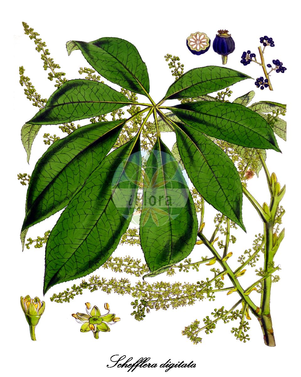 Schefflera digitata - Araliaceae,Plantae,Pteridobiotina,Angiosperms,Apiales,Araliaceae,Schefflera,Schefflera digitata,Aralia schefflera, Schefflera cunninghamii