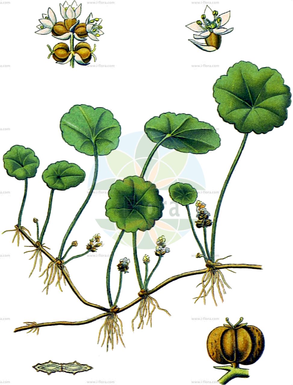 Hydrocotyle vulgaris - Araliaceae,Plantae,Pteridobiotina,Angiosperms,Apiales,Araliaceae,Hydrocotyle,Hydrocotyle vulgaris,Hydrocotyle peltata, Hydrocotyle pleiantha, Hydrocotyle schkuhriana, Hydrocotyle vulgaris subsp. pleiantha, Hydrocotyle vulgaris var. microphylla, Hydrocotyle vulgaris var. umbrosa, Hydrocotyle vulgaris var. vulgaris,Gewöhnlicher Wassernabel;Wassernabel;marsh pennywort;common water pennywort;pennygrass;pennywort;Ecuelle d'eau;Hydrocotyle commun;gobelet d'eau;écuelle d'eau;cotyliote;gobelet;herbe aux grenouilles;herbe aux Patagons;hydrocotyle;hydrocotyle vulgaire;nombril de Vénus aquatique;queue d'hirondelle;sombrerillo de agua;soldaduela de agua;gobelet;hydrocótila;soldanela acuática;Soldinella acquatica;scodella d'acqua;idrcotile;idrocotile;idrocotile comune;waternavel;gewone waternavel;trevão;щитолистник обыкновенный;sutaşı;hidrokotil;hidrocòtile vulgar;obični ljepušak;spikblad;vandnavle;tatepachidomegusa;タテパチドメグサ;navadni vodni popnjak;gázló;pupečník obecný;pupkovník obyčajný;щитолисник звичайний;loim-vesipaunikas;parastā vairoglape;skjoldblad;viitasammakonputki;vatnsnafli;saflilah tabburit;סַפְלִילָה טַבּוּרִית;pelkinė raistenė