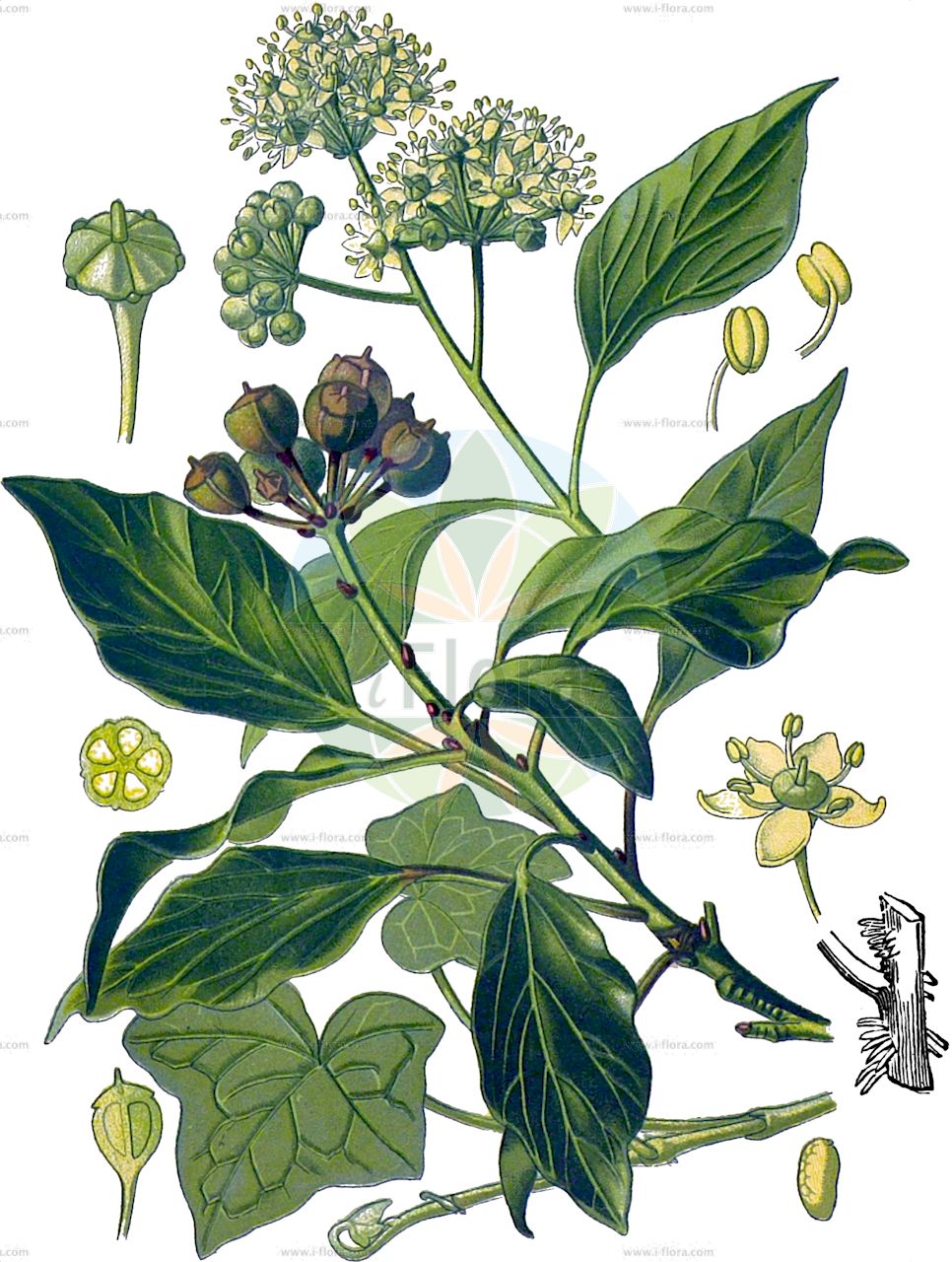 Hedera helix - Araliaceae,Plantae,Pteridobiotina,Angiosperms,Apiales,Araliaceae,Hedera,Hedera helix,Hedera chrysophylla, Hedera communis, Hedera donerailensis, Hedera helix f. aureovariegata, Hedera helix var. aurea, Hedera helix var. crenata, Hedera helix var. vulgaris, Hedera marginata, Hedera palmata, Hedera poetarum, Hedera poetica,Gewöhnlicher Efeu;Efeu;Gemeiner Efeu;ivy;common ivy;english ivy;Lierre;lierre commun;bourreau des arbres;courroie de Sain-Jean;drienne;herbe de Saint-Jean;lierre des poètes;lierre grimpant;lierret;rondelette;rondette;rondote;terrette;yedra comun;hiedra;yedra común;hiedra común;anzosto;aunzosto;cazuz;enredadera;hedra;liedrera;yedra;Edera;ellera;klimop;hera;aradeira;hédera;hedra;heradeira;hereira;плющ обыкновенный;плющ бальтийский;duvar sarmaşığı;urthi;edra;elres;eura;gedra;hedra;hedrera;heura;heurera;lleura;bršljan;murgröna;vedbend;bluszcz pospolity;aibî;kizuta;seiyô-kizuta;アイビー;キヅタ;セイヨウキヅタ;navadni bršljan;borostyán;břečťan popínavý;iederă;brečtan popínavý;плющ звичайний;брашлян;обикновен бръшлян;harilik luuderohi;Baltijas efeja;parastā efeja;bergflette;europaanmuratti;muratti;kisos hachoresh;קִיסוֹס הַחֹרֶשׁ;paprastoji gebenė;κισσός;huntz arrunt;untz;untza;untza-ostoa;xira