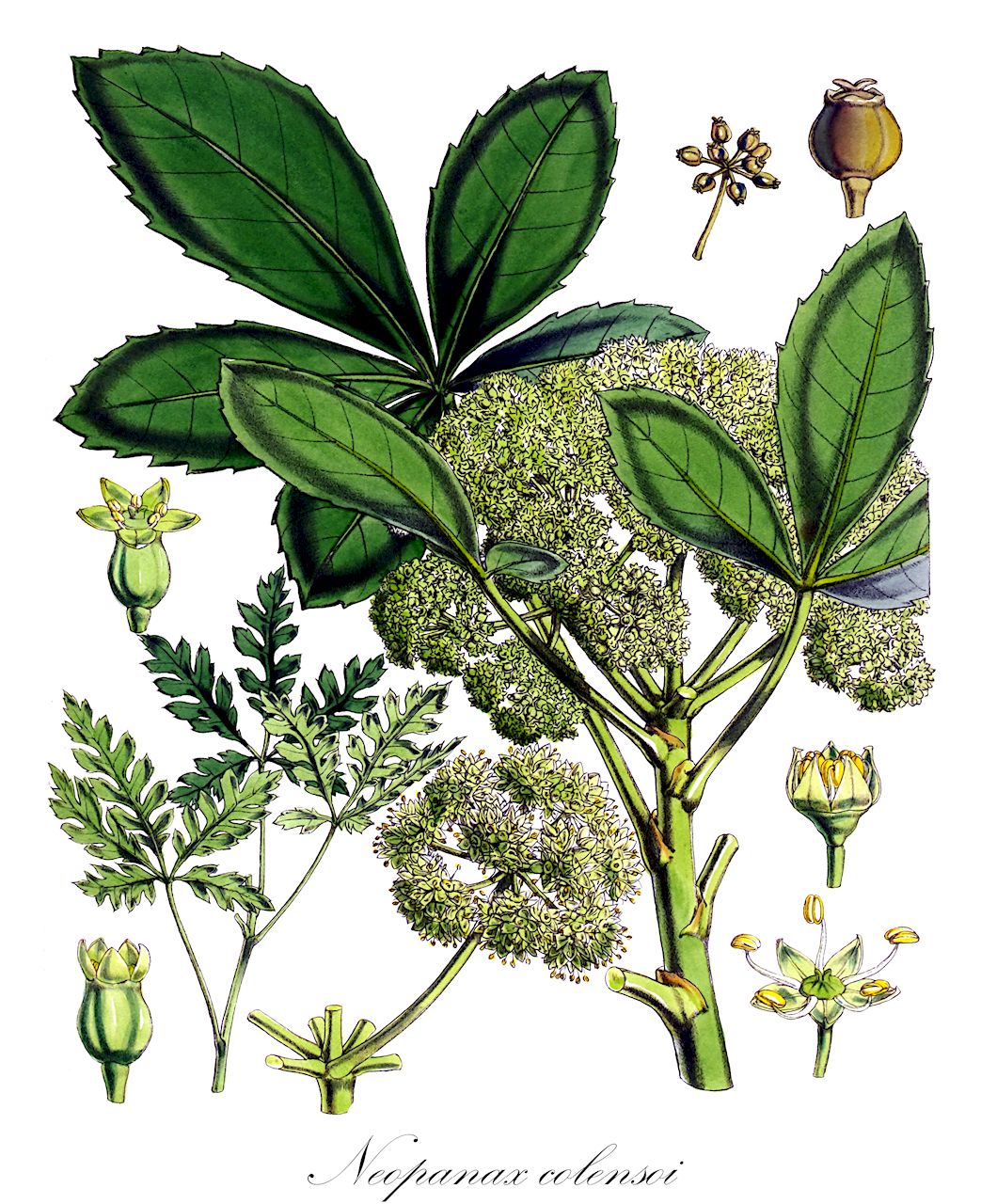 Neopanax colensoi - Araliaceae,Plantae,Pteridobiotina,Angiosperms,Apiales,Araliaceae,Neopanax,Neopanax colensoi,Neopanax colensoi var. montanus, Nothopanax colensoi, Panax colensoi, Panax colensoi var. montanus, Pseudopanax colensoi, Pseudopanax colensoi var. fiordensis, Pseudopanax colensoi var. ternatus