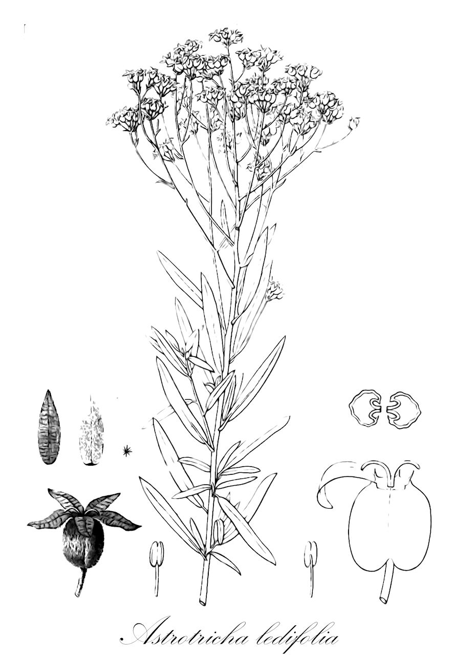 Astrotricha ledifolia - Araliaceae,Plantae,Pteridobiotina,Angiosperms,Apiales,Araliaceae,Astrotricha,Astrotricha ledifolia,Astrotricha hoveoides, Astrotricha ledifolia var. glabrifolia, Astrotricha ledifolia var. hoveoides