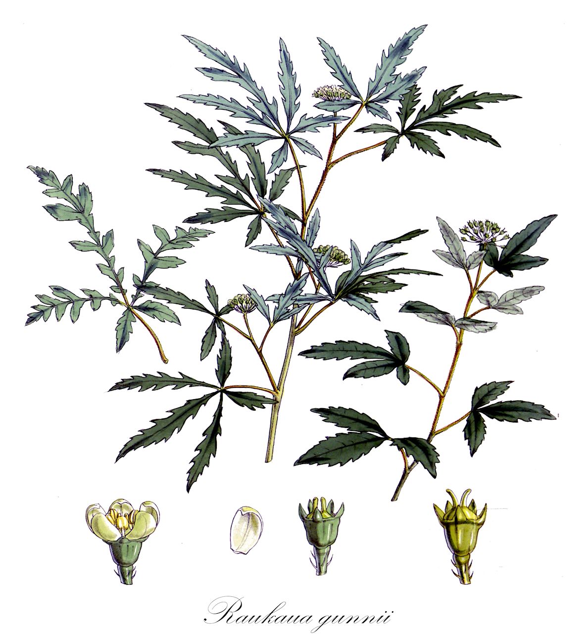 Raukaua gunnii - Araliaceae,Plantae,Pteridobiotina,Angiosperms,Apiales,Araliaceae,Raukaua,Raukaua gunnii,Nothopanax gunnii, Panax gunnii, Pseudopanax gunnii
