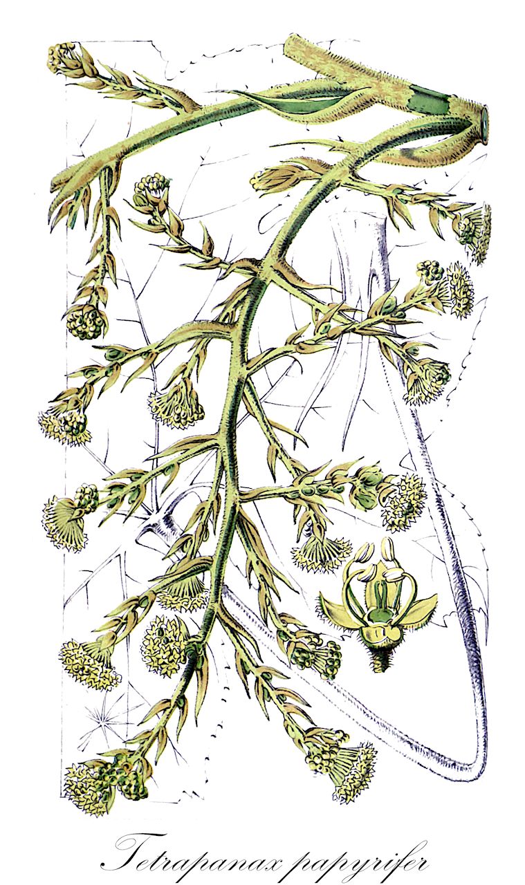 Tetrapanax papyrifer - Araliaceae,Plantae,Pteridobiotina,Angiosperms,Apiales,Araliaceae,Tetrapanax,Tetrapanax papyrifer,Aralia mairei, Aralia papyrifera, Didymopanax papyrifer, Didymopanax papyriferus, Echinopanax papyrifer, Fatsia papyrifera, Panax papyrifer,Reispapierbaum