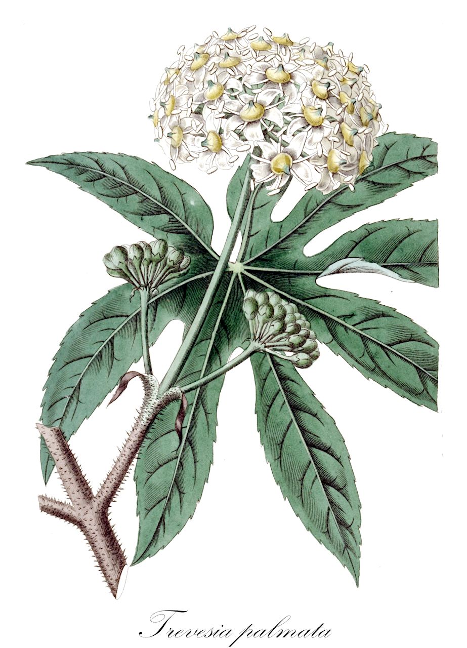 Trevesia palmata - Araliaceae,Plantae,Pteridobiotina,Angiosperms,Apiales,Araliaceae,Trevesia,Trevesia palmata,Aralia dubia, Brassaiopsis confluens, Brassaiopsis papayoides, Fatsia cavaleriei, Gastonia palmata, Gilibertia palmata, Hedera ferruginea, Hedera palmata, Plerandra jatrophifolia, Plerandropsis bonii, Trevesia cavaleriei, Trevesia longipedicellata, Trevesia longipedicellata var. palmatipartita, Trevesia palmata var. costata, Trevesia palmata var. incisa, Trevesia palmata var. palmata, Trevesia sanderi, Trevesia sphaerocarpa