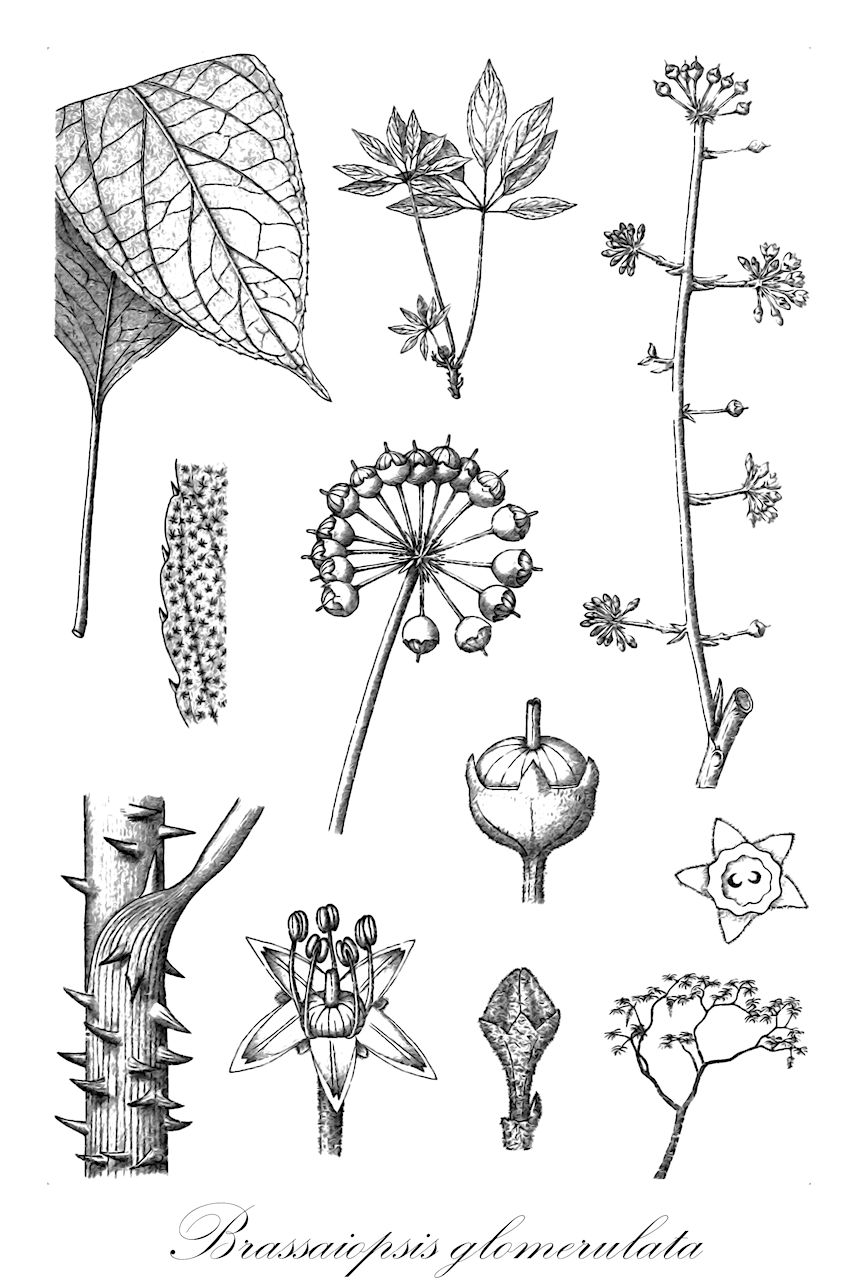 Brassaiopsis glomerulata - Araliaceae,Plantae,Pteridobiotina,Angiosperms,Apiales,Araliaceae,Brassaiopsis,Brassaiopsis glomerulata,Acanthopanax esquirolii, Aralia glomerulata, Brassaiopsis acuminata, Brassaiopsis coriacea, Brassaiopsis cyrtostyla, Brassaiopsis floribunda, Brassaiopsis floribunda, Brassaiopsis glomerulata var. angustifolia, Brassaiopsis glomerulata var. brevipedicellata, Brassaiopsis glomerulata var. coriacea, Brassaiopsis glomerulata var. hirta, Brassaiopsis glomerulata var. longipedicellata, Brassaiopsis glomerulata var. rufostellata, Brassaiopsis glomerulata var. serrata, Brassaiopsis glomerulata var. subovata, Brassaiopsis liana, Brassaiopsis speciosa, Brassaiopsis speciosa var. hirta, Brassaiopsis speciosa var. rufostellata, Brassaiopsis speciosa var. serrata, Brassaiopsis speciosa var. subovata, Brassaiopsis speciosa var. typica, Gastonia candollei, Gastonia dentata, Gastonia longifolia, Hedera floribunda, Hedera glomerulata, Hedera wallichiana, Macropanax cyrtostylum, Macropanax glomerulatus, Panax digitatus, Paratropia floribunda, Schefflera thorelli