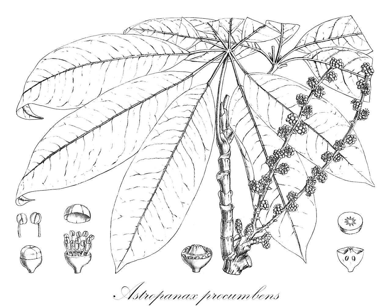 Astropanax procumbens - Araliaceae,Plantae,Pteridobiotina,Angiosperms,Apiales,Araliaceae,Astropanax,Astropanax procumbens,Geopanax procumbens, Schefflera procumbens