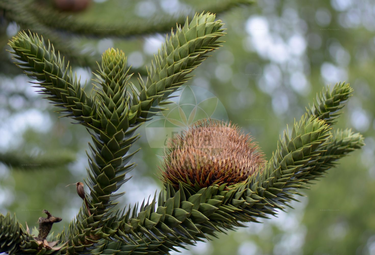 Araucaria araucana - Araucariaceae,Plantae,Pteridobiotina,Pinophyta,Pinopsida,Cupressidae,Araucariales,Araucariaceae,Araucaria,Araucaria araucana,Abies araucana, Araucaria araucana f. virgata, Araucaria araucana subsp. conguillioensis, Araucaria araucana var. angustifolia, Araucaria araucana var. aurea, Araucaria chilensis, Araucaria dombeyi, Araucaria imbricata, Araucaria imbricata var. aurea, Araucaria imbricata var. platifolia, Araucaria imbricata var. variegata, Columbea imbricata, Columbea imbricata var. densa, Columbea imbricata var. denudata, Columbea imbricata var. distans, Columbea imbricata var. latifolia, Columbea imbricata var. striata, Columbea imbricata var. variegata, Columbea quadrifaria, Dombeya araucana, Dombeya chilensis, Pinus araucana, Pinus araucana, Quadrifaria imbricata,Andentanne;Chilenische Araukarie;monkey-puzzle;chile pine;monkey-puzzle araucaria;monkey puzzle tree;araucaria du Chili;pin du Chili;désespoir des singes;queue de singe;pino de brazos;pino araucaria;piñonero;pehuén;araucaria;pino chileno;pino del Chile;pino del Cile;albero della scimmia;araucaria del Cile;apeboom;apenboom;apenverdriet;slangenden;araucaria;araucária chilena;araucária-chilena;чилийская араукария;араукария чилийская;pi araucaria;pi de braços;brödgran;abetræ;araukaria chilijska;igława chilijska