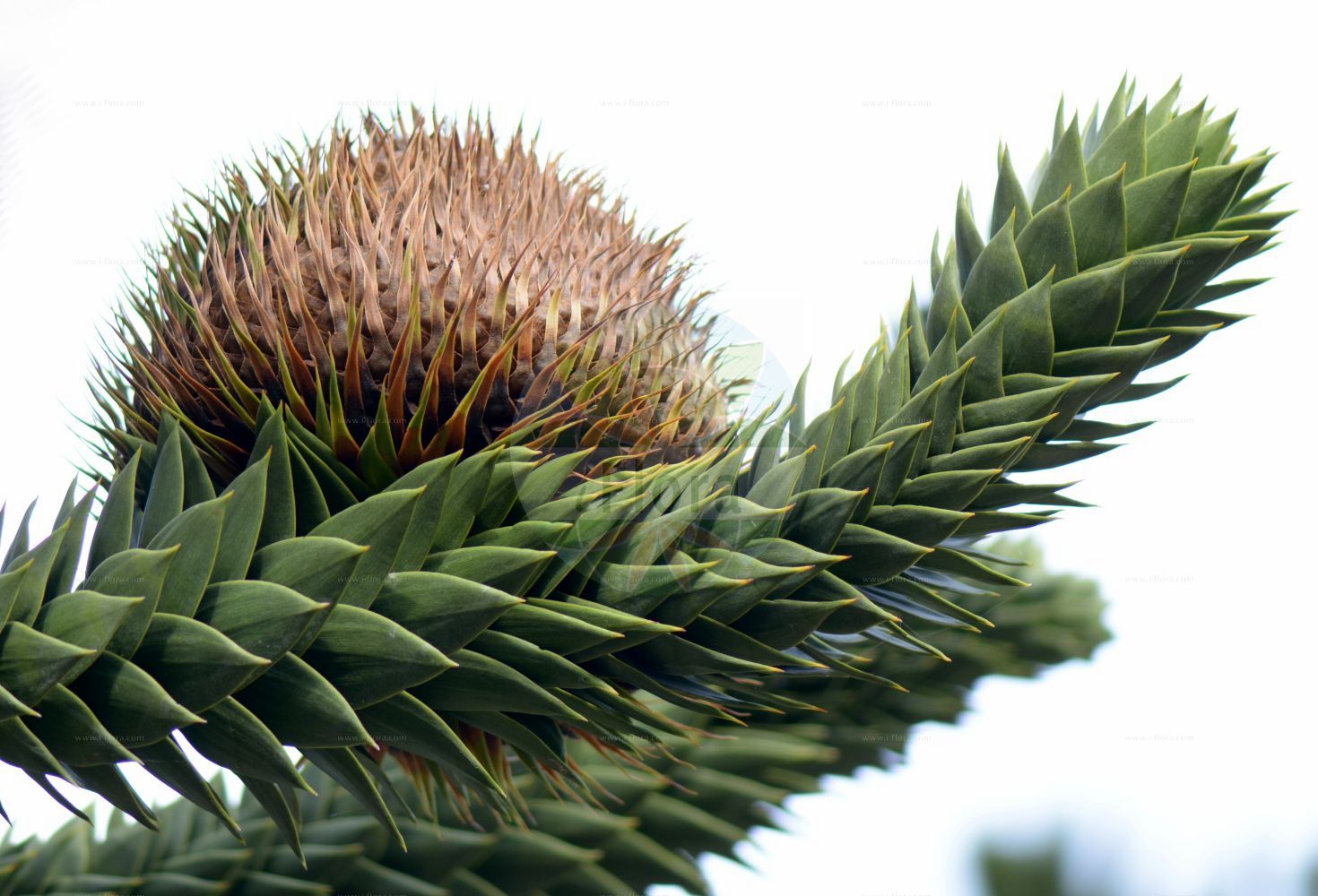 Araucaria araucana - Araucariaceae,Plantae,Pteridobiotina,Pinophyta,Pinopsida,Cupressidae,Araucariales,Araucariaceae,Araucaria,Araucaria araucana,Abies araucana, Araucaria araucana f. virgata, Araucaria araucana subsp. conguillioensis, Araucaria araucana var. angustifolia, Araucaria araucana var. aurea, Araucaria chilensis, Araucaria dombeyi, Araucaria imbricata, Araucaria imbricata var. aurea, Araucaria imbricata var. platifolia, Araucaria imbricata var. variegata, Columbea imbricata, Columbea imbricata var. densa, Columbea imbricata var. denudata, Columbea imbricata var. distans, Columbea imbricata var. latifolia, Columbea imbricata var. striata, Columbea imbricata var. variegata, Columbea quadrifaria, Dombeya araucana, Dombeya chilensis, Pinus araucana, Pinus araucana, Quadrifaria imbricata,Andentanne;Chilenische Araukarie;monkey-puzzle;chile pine;monkey-puzzle araucaria;monkey puzzle tree;araucaria du Chili;pin du Chili;désespoir des singes;queue de singe;pino de brazos;pino araucaria;piñonero;pehuén;araucaria;pino chileno;pino del Chile;pino del Cile;albero della scimmia;araucaria del Cile;apeboom;apenboom;apenverdriet;slangenden;araucaria;araucária chilena;araucária-chilena;чилийская араукария;араукария чилийская;pi araucaria;pi de braços;brödgran;abetræ;araukaria chilijska;igława chilijska