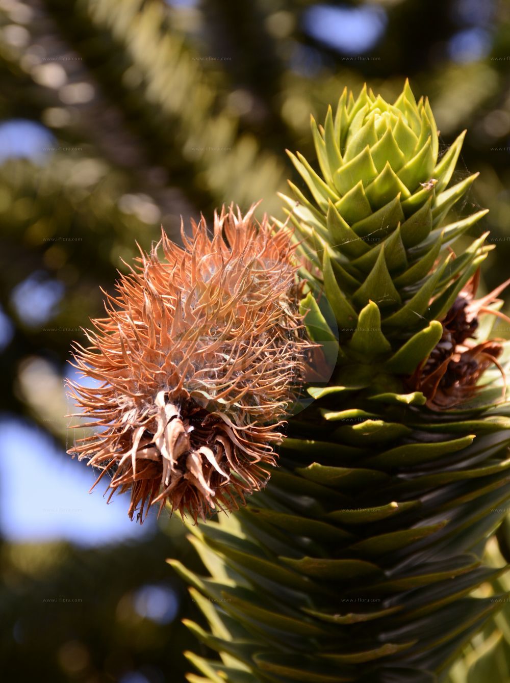 Araucaria araucana - Araucariaceae,Plantae,Pteridobiotina,Pinophyta,Pinopsida,Cupressidae,Araucariales,Araucariaceae,Araucaria,Araucaria araucana,Abies araucana, Araucaria araucana f. virgata, Araucaria araucana subsp. conguillioensis, Araucaria araucana var. angustifolia, Araucaria araucana var. aurea, Araucaria chilensis, Araucaria dombeyi, Araucaria imbricata, Araucaria imbricata var. aurea, Araucaria imbricata var. platifolia, Araucaria imbricata var. variegata, Columbea imbricata, Columbea imbricata var. densa, Columbea imbricata var. denudata, Columbea imbricata var. distans, Columbea imbricata var. latifolia, Columbea imbricata var. striata, Columbea imbricata var. variegata, Columbea quadrifaria, Dombeya araucana, Dombeya chilensis, Pinus araucana, Pinus araucana, Quadrifaria imbricata,Andentanne;Chilenische Araukarie;monkey-puzzle;chile pine;monkey-puzzle araucaria;monkey puzzle tree;araucaria du Chili;pin du Chili;désespoir des singes;queue de singe;pino de brazos;pino araucaria;piñonero;pehuén;araucaria;pino chileno;pino del Chile;pino del Cile;albero della scimmia;araucaria del Cile;apeboom;apenboom;apenverdriet;slangenden;araucaria;araucária chilena;araucária-chilena;чилийская араукария;араукария чилийская;pi araucaria;pi de braços;brödgran;abetræ;araukaria chilijska;igława chilijska