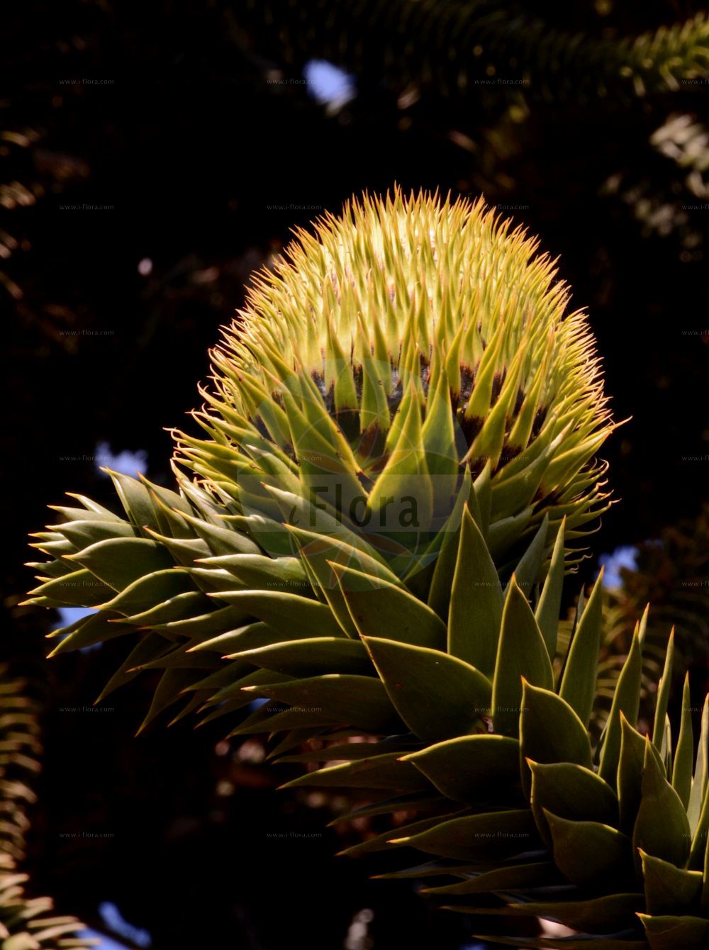Araucaria araucana - Araucariaceae,Plantae,Pteridobiotina,Pinophyta,Pinopsida,Cupressidae,Araucariales,Araucariaceae,Araucaria,Araucaria araucana,Abies araucana, Araucaria araucana f. virgata, Araucaria araucana subsp. conguillioensis, Araucaria araucana var. angustifolia, Araucaria araucana var. aurea, Araucaria chilensis, Araucaria dombeyi, Araucaria imbricata, Araucaria imbricata var. aurea, Araucaria imbricata var. platifolia, Araucaria imbricata var. variegata, Columbea imbricata, Columbea imbricata var. densa, Columbea imbricata var. denudata, Columbea imbricata var. distans, Columbea imbricata var. latifolia, Columbea imbricata var. striata, Columbea imbricata var. variegata, Columbea quadrifaria, Dombeya araucana, Dombeya chilensis, Pinus araucana, Pinus araucana, Quadrifaria imbricata,Andentanne;Chilenische Araukarie;monkey-puzzle;chile pine;monkey-puzzle araucaria;monkey puzzle tree;araucaria du Chili;pin du Chili;désespoir des singes;queue de singe;pino de brazos;pino araucaria;piñonero;pehuén;araucaria;pino chileno;pino del Chile;pino del Cile;albero della scimmia;araucaria del Cile;apeboom;apenboom;apenverdriet;slangenden;araucaria;araucária chilena;araucária-chilena;чилийская араукария;араукария чилийская;pi araucaria;pi de braços;brödgran;abetræ;araukaria chilijska;igława chilijska