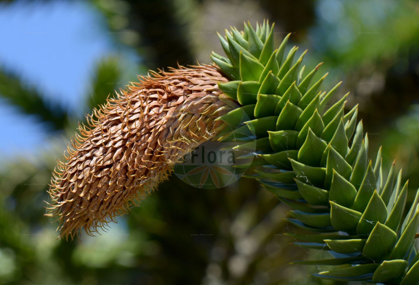 Araucaria araucana - Araucariaceae,Plantae,Pteridobiotina,Pinophyta,Pinopsida,Cupressidae,Araucariales,Araucariaceae,Araucaria,Araucaria araucana,Abies araucana, Araucaria araucana f. virgata, Araucaria araucana subsp. conguillioensis, Araucaria araucana var. angustifolia, Araucaria araucana var. aurea, Araucaria chilensis, Araucaria dombeyi, Araucaria imbricata, Araucaria imbricata var. aurea, Araucaria imbricata var. platifolia, Araucaria imbricata var. variegata, Columbea imbricata, Columbea imbricata var. densa, Columbea imbricata var. denudata, Columbea imbricata var. distans, Columbea imbricata var. latifolia, Columbea imbricata var. striata, Columbea imbricata var. variegata, Columbea quadrifaria, Dombeya araucana, Dombeya chilensis, Pinus araucana, Pinus araucana, Quadrifaria imbricata,Andentanne;Chilenische Araukarie;monkey-puzzle;chile pine;monkey-puzzle araucaria;monkey puzzle tree;araucaria du Chili;pin du Chili;désespoir des singes;queue de singe;pino de brazos;pino araucaria;piñonero;pehuén;araucaria;pino chileno;pino del Chile;pino del Cile;albero della scimmia;araucaria del Cile;apeboom;apenboom;apenverdriet;slangenden;araucaria;araucária chilena;araucária-chilena;чилийская араукария;араукария чилийская;pi araucaria;pi de braços;brödgran;abetræ;araukaria chilijska;igława chilijska