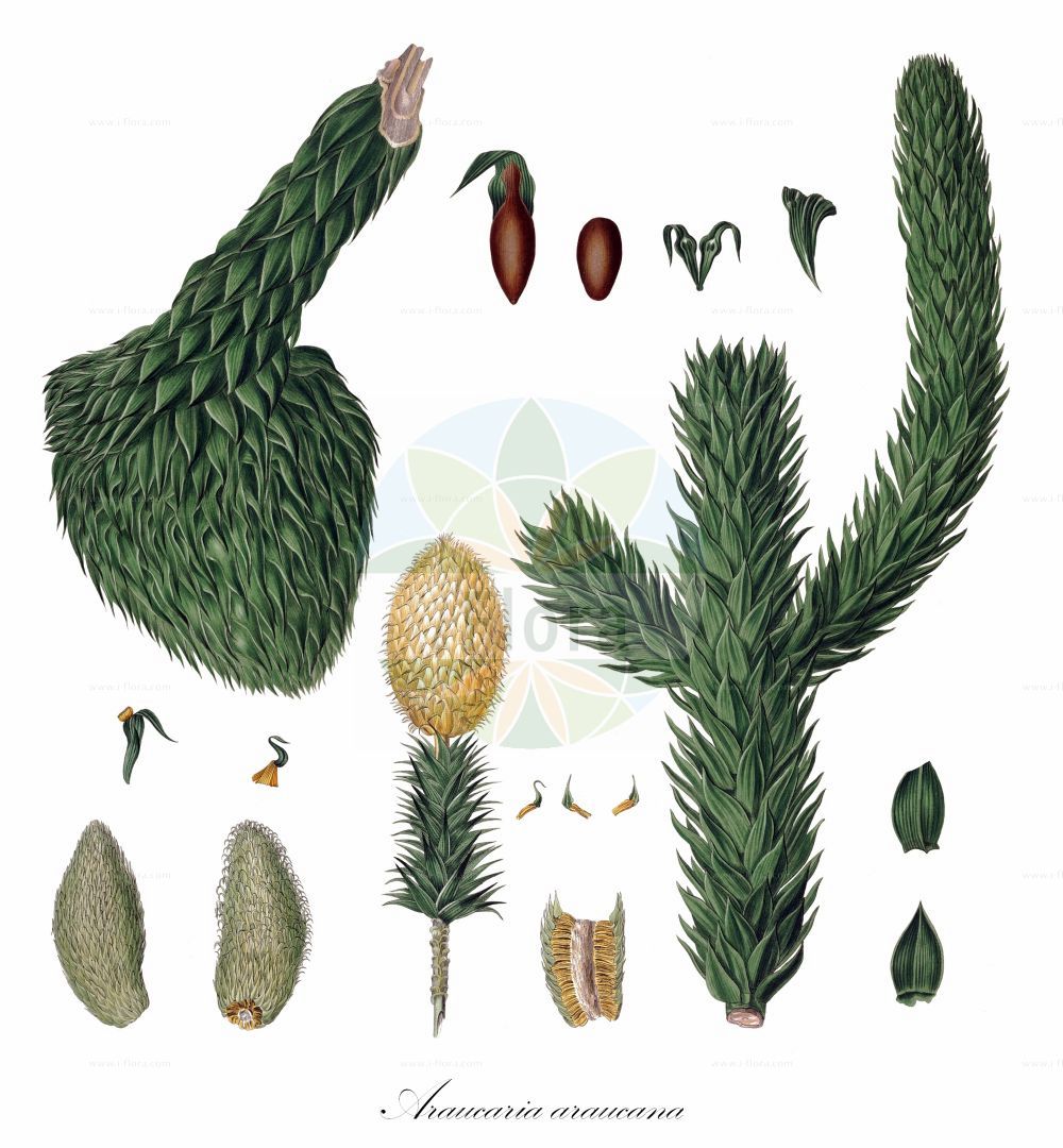 Araucaria araucana - Araucariaceae,Plantae,Pteridobiotina,Pinophyta,Pinopsida,Cupressidae,Araucariales,Araucariaceae,Araucaria,Araucaria araucana,Abies araucana, Araucaria araucana f. virgata, Araucaria araucana subsp. conguillioensis, Araucaria araucana var. angustifolia, Araucaria araucana var. aurea, Araucaria chilensis, Araucaria dombeyi, Araucaria imbricata, Araucaria imbricata var. aurea, Araucaria imbricata var. platifolia, Araucaria imbricata var. variegata, Columbea imbricata, Columbea imbricata var. densa, Columbea imbricata var. denudata, Columbea imbricata var. distans, Columbea imbricata var. latifolia, Columbea imbricata var. striata, Columbea imbricata var. variegata, Columbea quadrifaria, Dombeya araucana, Dombeya chilensis, Pinus araucana, Pinus araucana, Quadrifaria imbricata,Andentanne;Chilenische Araukarie;monkey-puzzle;chile pine;monkey-puzzle araucaria;monkey puzzle tree;araucaria du Chili;pin du Chili;désespoir des singes;queue de singe;pino de brazos;pino araucaria;piñonero;pehuén;araucaria;pino chileno;pino del Chile;pino del Cile;albero della scimmia;araucaria del Cile;apeboom;apenboom;apenverdriet;slangenden;araucaria;araucária chilena;araucária-chilena;чилийская араукария;араукария чилийская;pi araucaria;pi de braços;brödgran;abetræ;araukaria chilijska;igława chilijska