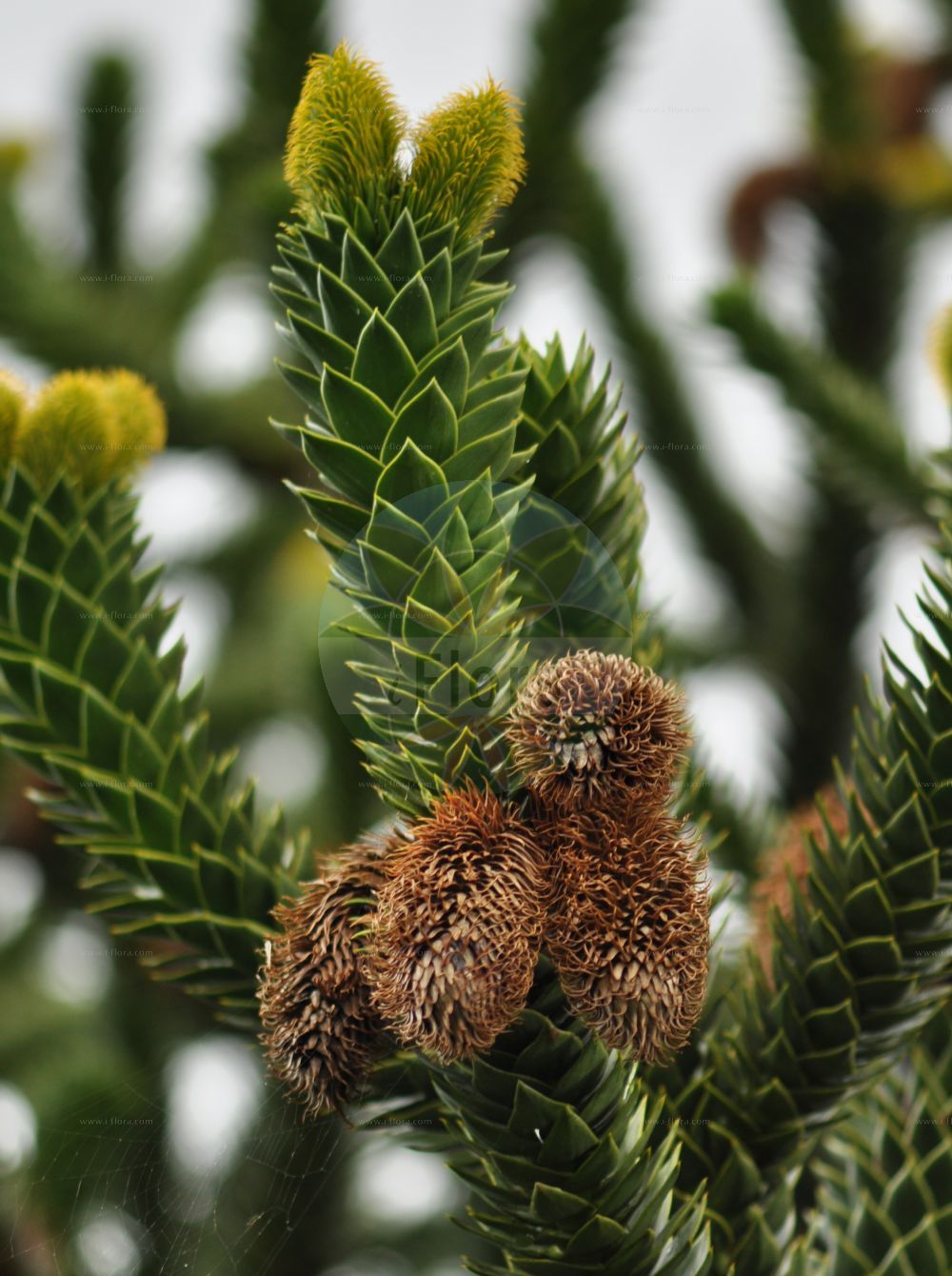 Araucaria araucana - Araucariaceae,Plantae,Pteridobiotina,Pinophyta,Pinopsida,Cupressidae,Araucariales,Araucariaceae,Araucaria,Araucaria araucana,Abies araucana, Araucaria araucana f. virgata, Araucaria araucana subsp. conguillioensis, Araucaria araucana var. angustifolia, Araucaria araucana var. aurea, Araucaria chilensis, Araucaria dombeyi, Araucaria imbricata, Araucaria imbricata var. aurea, Araucaria imbricata var. platifolia, Araucaria imbricata var. variegata, Columbea imbricata, Columbea imbricata var. densa, Columbea imbricata var. denudata, Columbea imbricata var. distans, Columbea imbricata var. latifolia, Columbea imbricata var. striata, Columbea imbricata var. variegata, Columbea quadrifaria, Dombeya araucana, Dombeya chilensis, Pinus araucana, Pinus araucana, Quadrifaria imbricata,Andentanne;Chilenische Araukarie;monkey-puzzle;chile pine;monkey-puzzle araucaria;monkey puzzle tree;araucaria du Chili;pin du Chili;désespoir des singes;queue de singe;pino de brazos;pino araucaria;piñonero;pehuén;araucaria;pino chileno;pino del Chile;pino del Cile;albero della scimmia;araucaria del Cile;apeboom;apenboom;apenverdriet;slangenden;araucaria;araucária chilena;araucária-chilena;чилийская араукария;араукария чилийская;pi araucaria;pi de braços;brödgran;abetræ;araukaria chilijska;igława chilijska