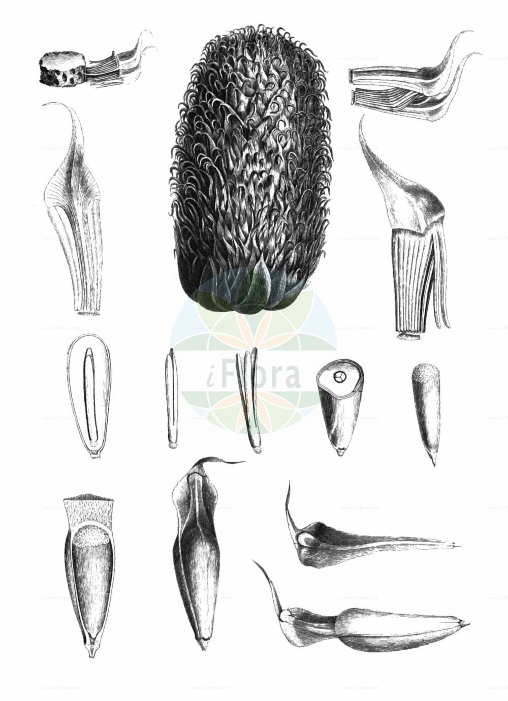 Araucaria araucana - Araucariaceae,Plantae,Pteridobiotina,Pinophyta,Pinopsida,Cupressidae,Araucariales,Araucariaceae,Araucaria,Araucaria araucana,Abies araucana, Araucaria araucana f. virgata, Araucaria araucana subsp. conguillioensis, Araucaria araucana var. angustifolia, Araucaria araucana var. aurea, Araucaria chilensis, Araucaria dombeyi, Araucaria imbricata, Araucaria imbricata var. aurea, Araucaria imbricata var. platifolia, Araucaria imbricata var. variegata, Columbea imbricata, Columbea imbricata var. densa, Columbea imbricata var. denudata, Columbea imbricata var. distans, Columbea imbricata var. latifolia, Columbea imbricata var. striata, Columbea imbricata var. variegata, Columbea quadrifaria, Dombeya araucana, Dombeya chilensis, Pinus araucana, Pinus araucana, Quadrifaria imbricata,Andentanne;Chilenische Araukarie;monkey-puzzle;chile pine;monkey-puzzle araucaria;monkey puzzle tree;araucaria du Chili;pin du Chili;désespoir des singes;queue de singe;pino de brazos;pino araucaria;piñonero;pehuén;araucaria;pino chileno;pino del Chile;pino del Cile;albero della scimmia;araucaria del Cile;apeboom;apenboom;apenverdriet;slangenden;araucaria;araucária chilena;araucária-chilena;чилийская араукария;араукария чилийская;pi araucaria;pi de braços;brödgran;abetræ;araukaria chilijska;igława chilijska
