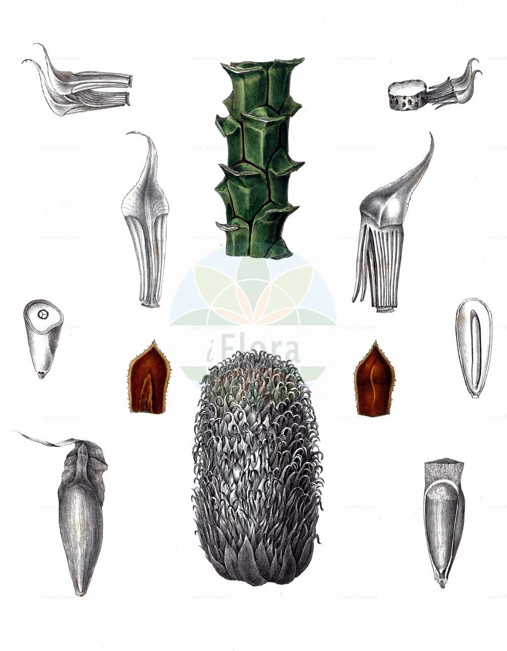 Araucaria araucana - Araucariaceae,Plantae,Pteridobiotina,Pinophyta,Pinopsida,Cupressidae,Araucariales,Araucariaceae,Araucaria,Araucaria araucana,Abies araucana, Araucaria araucana f. virgata, Araucaria araucana subsp. conguillioensis, Araucaria araucana var. angustifolia, Araucaria araucana var. aurea, Araucaria chilensis, Araucaria dombeyi, Araucaria imbricata, Araucaria imbricata var. aurea, Araucaria imbricata var. platifolia, Araucaria imbricata var. variegata, Columbea imbricata, Columbea imbricata var. densa, Columbea imbricata var. denudata, Columbea imbricata var. distans, Columbea imbricata var. latifolia, Columbea imbricata var. striata, Columbea imbricata var. variegata, Columbea quadrifaria, Dombeya araucana, Dombeya chilensis, Pinus araucana, Pinus araucana, Quadrifaria imbricata,Andentanne;Chilenische Araukarie;monkey-puzzle;chile pine;monkey-puzzle araucaria;monkey puzzle tree;araucaria du Chili;pin du Chili;désespoir des singes;queue de singe;pino de brazos;pino araucaria;piñonero;pehuén;araucaria;pino chileno;pino del Chile;pino del Cile;albero della scimmia;araucaria del Cile;apeboom;apenboom;apenverdriet;slangenden;araucaria;araucária chilena;araucária-chilena;чилийская араукария;араукария чилийская;pi araucaria;pi de braços;brödgran;abetræ;araukaria chilijska;igława chilijska
