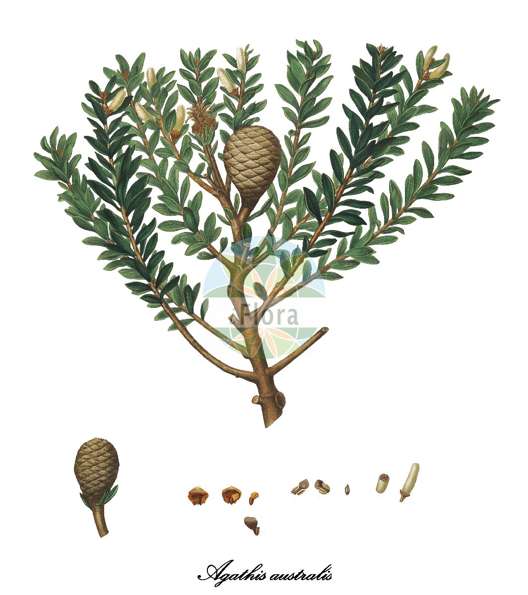 Agathis australis - Araucariaceae,Plantae,Pteridobiotina,Pinophyta,Pinopsida,Cupressidae,Araucariales,Araucariaceae,Agathis,Agathis australis,Dammara australis, Dammara australis var. glauca, Dammara purpurascens, Podocarpus zamiifolius, Salisburyodendron australis