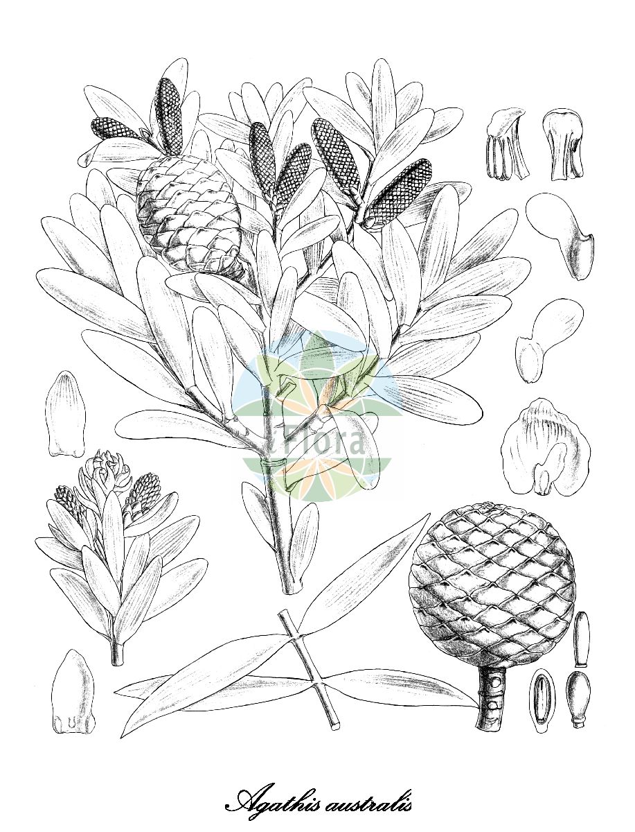 Agathis australis - Araucariaceae,Plantae,Pteridobiotina,Pinophyta,Pinopsida,Cupressidae,Araucariales,Araucariaceae,Agathis,Agathis australis,Dammara australis, Dammara australis var. glauca, Dammara purpurascens, Podocarpus zamiifolius, Salisburyodendron australis