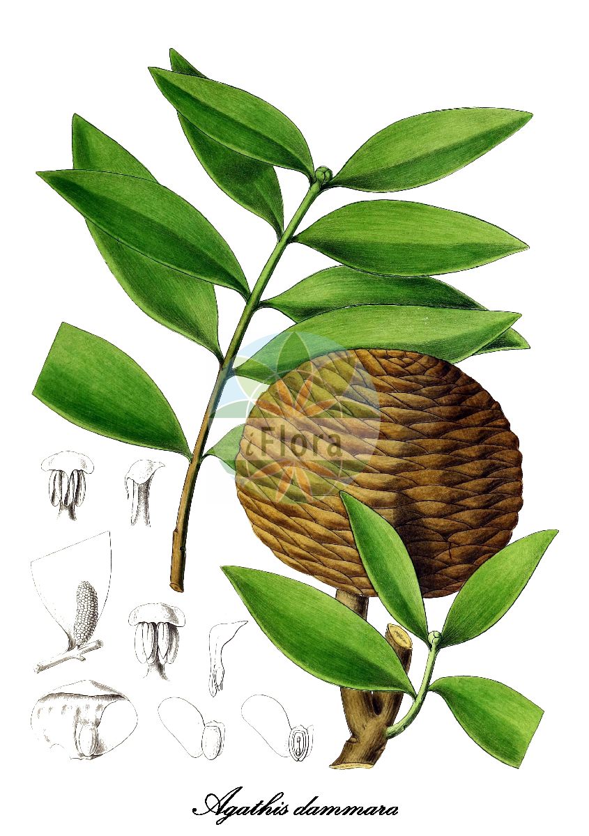 Agathis dammara - Araucariaceae,Plantae,Pteridobiotina,Pinophyta,Pinopsida,Cupressidae,Araucariales,Araucariaceae,Agathis,Agathis dammara,Abies dammara, Abies dammara, Agathis alba, Agathis alba, Agathis beccarii, Agathis beckingii, Agathis celebica, Agathis hamii, Agathis loranthifolia, Agathis orientalis, Agathis philippensis, Agathis philippinensis, Agathis pinus-dammara, Agathis regia, Dammara alba, Dammara alba var. celebica, Dammara celebica, Dammara loranthifolia, Dammara orientalis, Dammara orientalis var. alba, Dammara orientalis var. pallens, Dammara rumphii, Pinus dammara