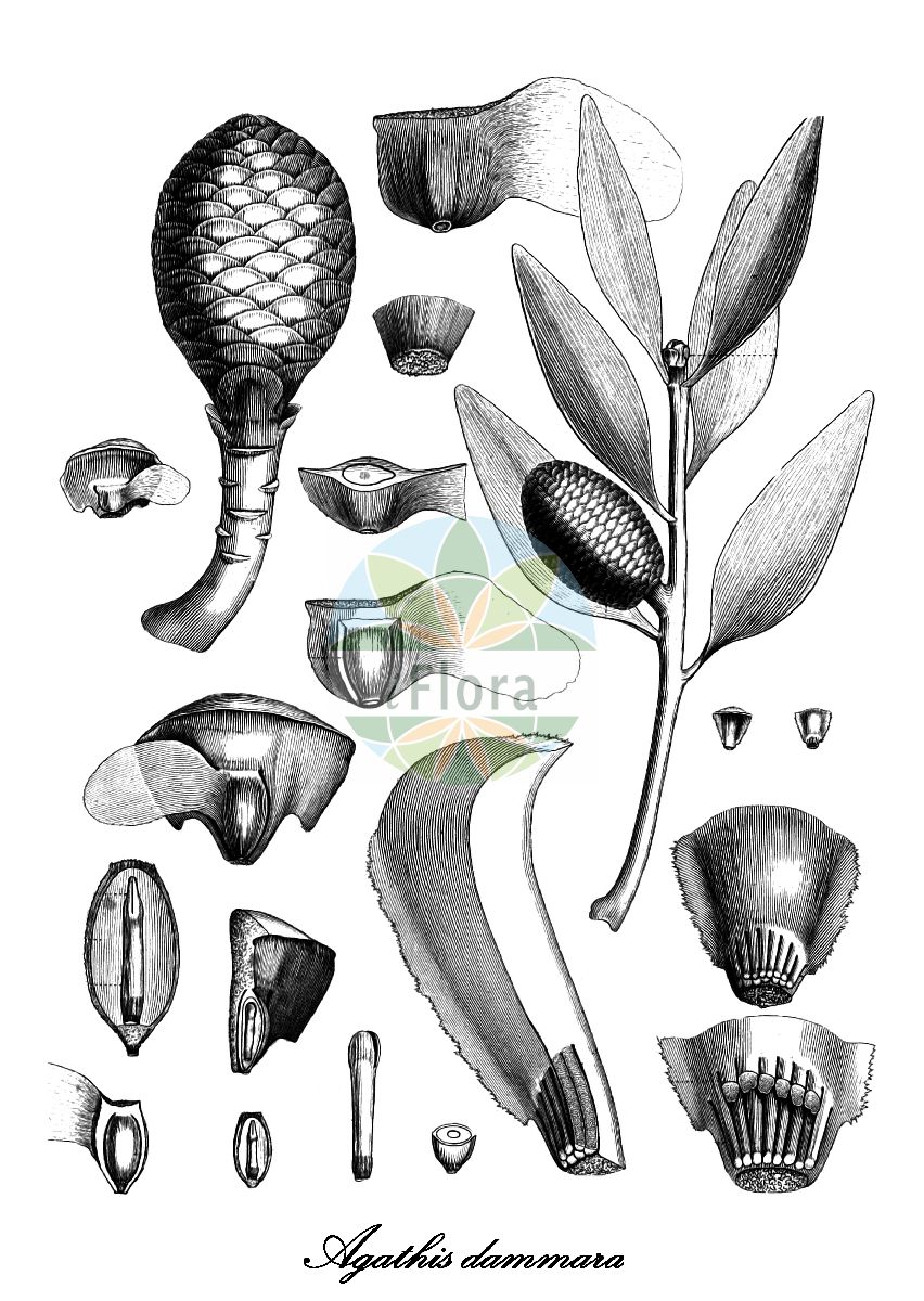 Agathis dammara - Araucariaceae,Plantae,Pteridobiotina,Pinophyta,Pinopsida,Cupressidae,Araucariales,Araucariaceae,Agathis,Agathis dammara,Abies dammara, Abies dammara, Agathis alba, Agathis alba, Agathis beccarii, Agathis beckingii, Agathis celebica, Agathis hamii, Agathis loranthifolia, Agathis orientalis, Agathis philippensis, Agathis philippinensis, Agathis pinus-dammara, Agathis regia, Dammara alba, Dammara alba var. celebica, Dammara celebica, Dammara loranthifolia, Dammara orientalis, Dammara orientalis var. alba, Dammara orientalis var. pallens, Dammara rumphii, Pinus dammara