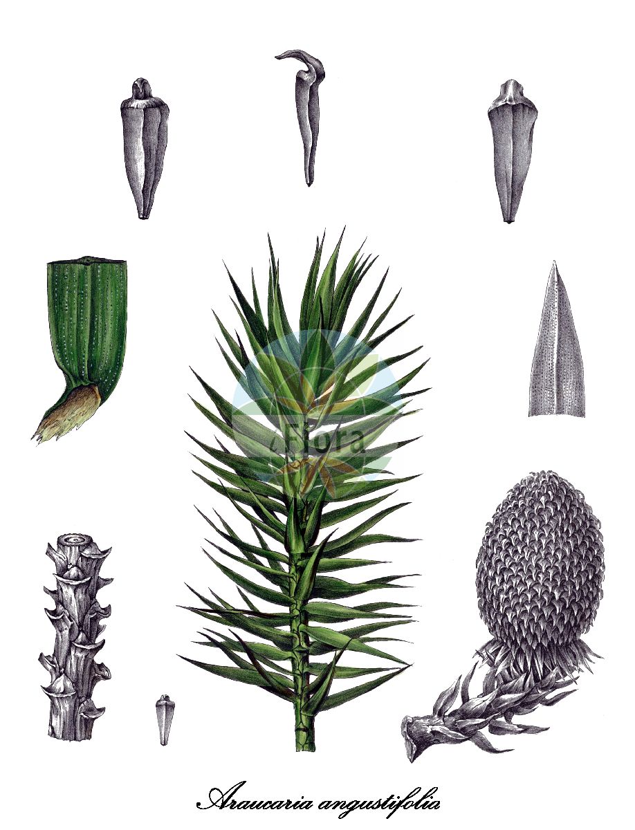 Araucaria angustifolia - Araucariaceae,Plantae,Pteridobiotina,Pinophyta,Pinopsida,Cupressidae,Araucariales,Araucariaceae,Araucaria,Araucaria angustifolia,Araucaria angustifolia f. catharinensis, Araucaria angustifolia var. alba, Araucaria angustifolia var. caiova, Araucaria angustifolia var. caiuva, Araucaria angustifolia var. dependens, Araucaria angustifolia var. indehiscens, Araucaria angustifolia var. monoica, Araucaria angustifolia var. nigra, Araucaria angustifolia var. sancti-josephi, Araucaria angustifolia var. semialba, Araucaria angustifolia var. stricta, Araucaria angustifolia var. vinacea, Araucaria brasiliana, Araucaria brasiliana var. gracilis, Araucaria brasiliana var. ridolfiana, Araucaria brasiliana var. saviana, Araucaria brasiliensis, Araucaria brasiliensis, Araucaria brasiliensis var. saviana, Araucaria braziliana var. elegans, Araucaria dioica, Araucaria elegans, Araucaria ridolfiana, Araucaria saviana, Columbea angustifolia, Columbea brasiliana, Columbea brasiliana var. elegans, Columbea brasiliana var. ridolfiana, Columbea brasiliensis, Columbea brasiliensis var. ridolfina, Pinus dioica