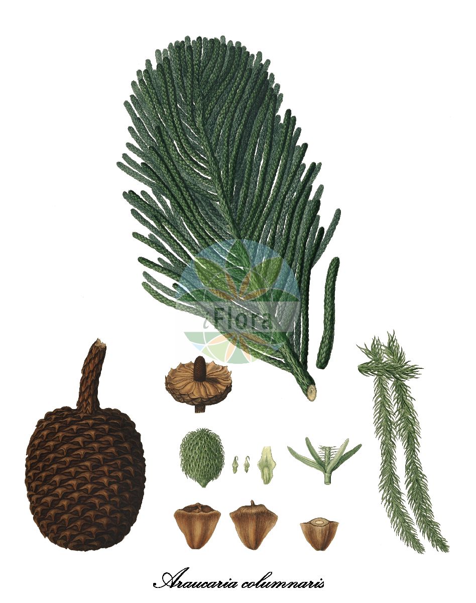 Araucaria columnaris - Araucariaceae,Plantae,Pteridobiotina,Pinophyta,Pinopsida,Cupressidae,Araucariales,Araucariaceae,Araucaria,Araucaria columnaris,Araucaria cookii, Araucaria excelsa, Araucaria intermedia, Araucaria lavoixii, Araucaria neocookii, Columbea excelsa, Cupressus columnaris, Dombeya excelsa, Eutacta cookii, Eutacta excelsa, Eutacta humilis, Eutacta minor, Eutassa columnaris