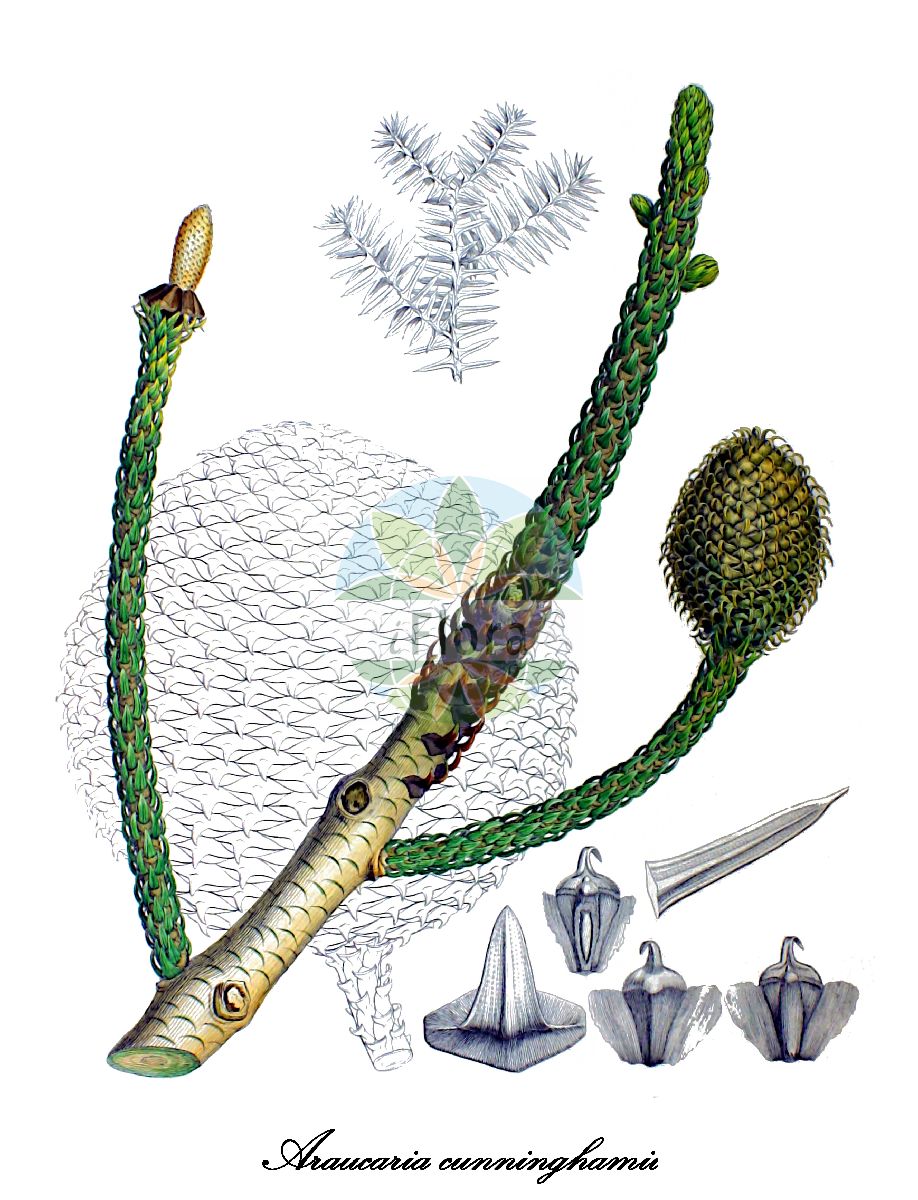Araucaria cunninghamii - Araucariaceae,Plantae,Pteridobiotina,Pinophyta,Pinopsida,Cupressidae,Araucariales,Araucariaceae,Araucaria,Araucaria cunninghamii,Eutacta cunninghamii, Eutacta cunninghamii var. glauca, Eutacta cunninghamii var. longifolia, Eutacta cunninghamii var. pendula, Eutacta cunninghamii var. taxifolia, Eutassa cunninghamii, Eutassa cunninghamii