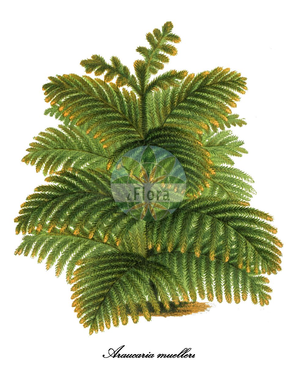 Araucaria muelleri - Araucariaceae,Plantae,Pteridobiotina,Pinophyta,Pinopsida,Cupressidae,Araucariales,Araucariaceae,Araucaria,Araucaria muelleri,Eutacta muelleri, Eutacta muelleri var. microphylla, Eutassa latifolia, Eutassa muelleri