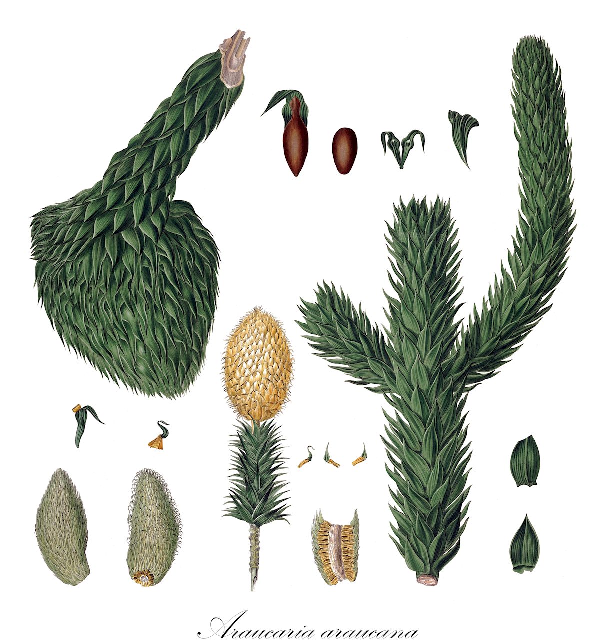 Araucaria araucana - Araucariaceae,Plantae,Pteridobiotina,Pinophyta,Pinopsida,Cupressidae,Araucariales,Araucariaceae,Araucaria,Araucaria araucana,Abies araucana, Araucaria araucana f. virgata, Araucaria araucana subsp. conguillioensis, Araucaria araucana var. angustifolia, Araucaria araucana var. aurea, Araucaria chilensis, Araucaria dombeyi, Araucaria imbricata, Araucaria imbricata var. aurea, Araucaria imbricata var. platifolia, Araucaria imbricata var. variegata, Columbea imbricata, Columbea imbricata var. densa, Columbea imbricata var. denudata, Columbea imbricata var. distans, Columbea imbricata var. latifolia, Columbea imbricata var. striata, Columbea imbricata var. variegata, Columbea quadrifaria, Dombeya araucana, Dombeya chilensis, Pinus araucana, Pinus araucana, Quadrifaria imbricata,Andentanne;Chilenische Araukarie;monkey-puzzle;chile pine;monkey-puzzle araucaria;monkey puzzle tree;araucaria du Chili;pin du Chili;désespoir des singes;queue de singe;pino de brazos;pino araucaria;piñonero;pehuén;araucaria;pino chileno;pino del Chile;pino del Cile;albero della scimmia;araucaria del Cile;apeboom;apenboom;apenverdriet;slangenden;araucaria;araucária chilena;araucária-chilena;чилийская араукария;араукария чилийская;pi araucaria;pi de braços;brödgran;abetræ;araukaria chilijska;igława chilijska