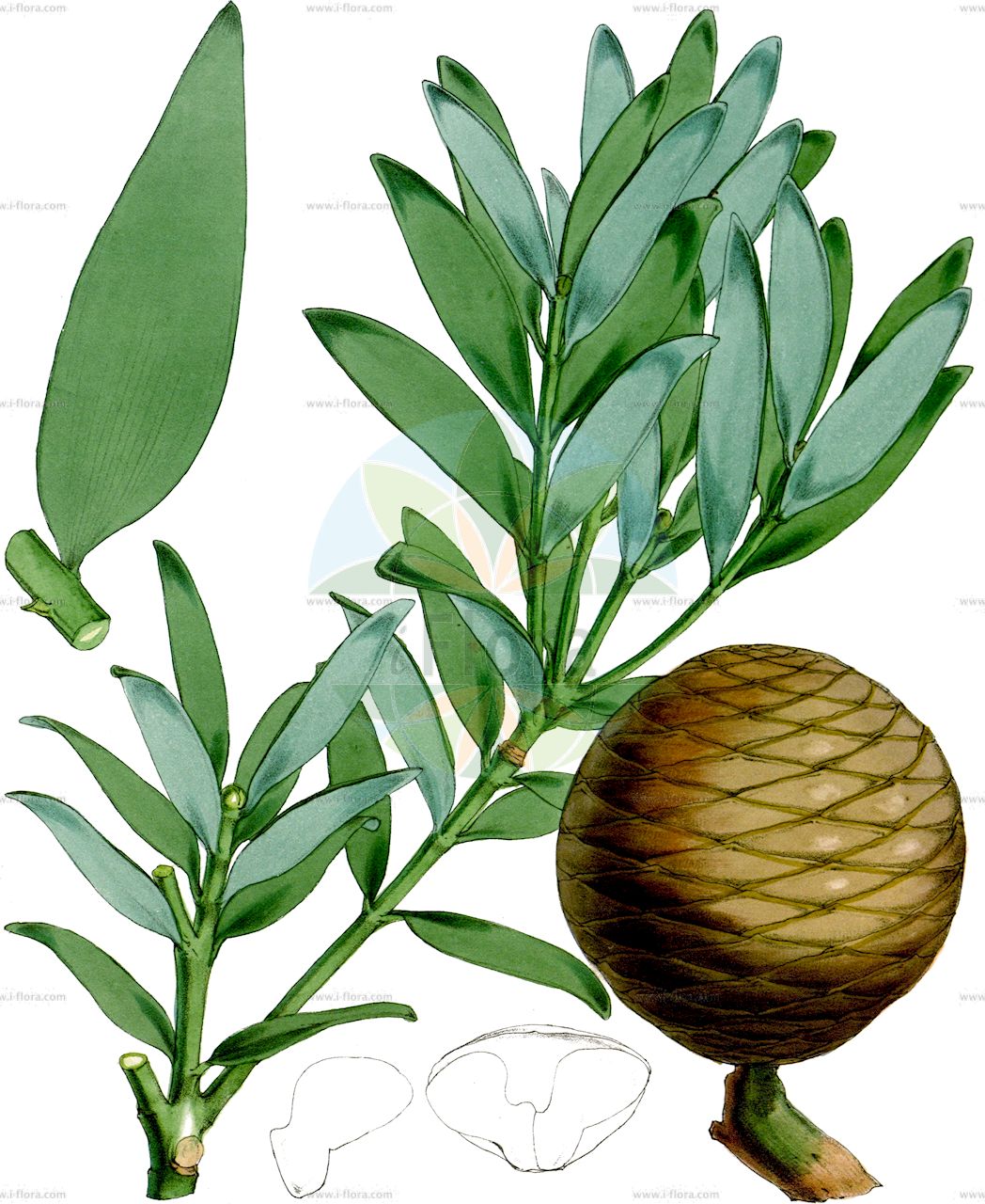 Agathis macrophylla - Araucariaceae,Plantae,Pteridobiotina,Pinophyta,Pinopsida,Cupressidae,Araucariales,Araucariaceae,Agathis,Agathis macrophylla,Agathis brownii, Agathis longifolia, Agathis macrophylla subsp. obtusa, Agathis macrophylla subsp. vitiensis, Agathis macrophylla var. obtusa, Agathis macrophylla var. vitiensis, Agathis obtusa, Agathis vitiensis, Agathis vitiensis, Dammara brownii var. macrophylla, Dammara longifolia, Dammara macrophylla, Dammara obtusa, Dammara perousei, Dammara vitiensis