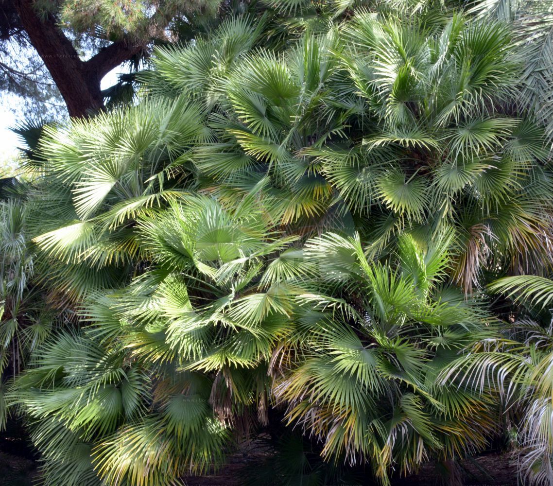 Foto von Chamaerops humilis. Das Bild zeigt Blatt. Das Foto wurde in San Remo, Liguria, Italien aufgenommen. ---- Photo of Chamaerops humilis. The image is showing leaf. The picture was taken in San Remo, Liguria, Italy.(Chamaerops humilis,Chamaerops humilis,Phoenix humilis,Chamaerops,Arecaceae,Palmengewächse,Palm family,Blatt,leaf)