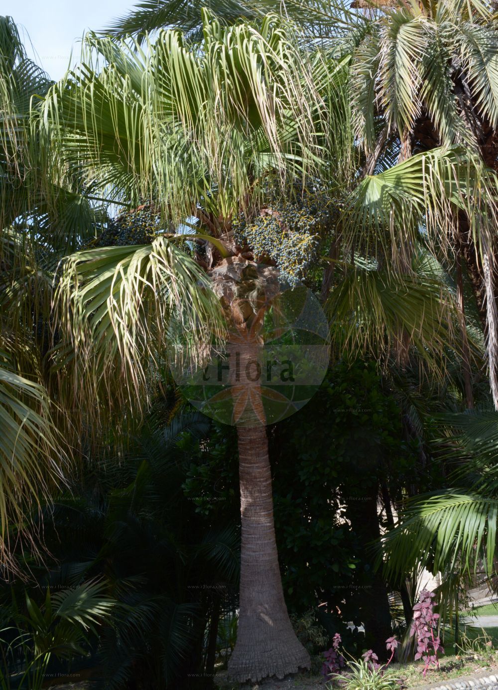 Foto von Livistona chinensis. Das Bild zeigt Stamm und Blatt. Das Foto wurde in San Remo, Liguria, Italien aufgenommen. ---- Photo of Livistona chinensis. The image is showing stem and leaf. The picture was taken in San Remo, Liguria, Italy.(Livistona chinensis,Livistona,Arecaceae,Palmengewächse,Palm family,Stamm,Blatt,stem,leaf)