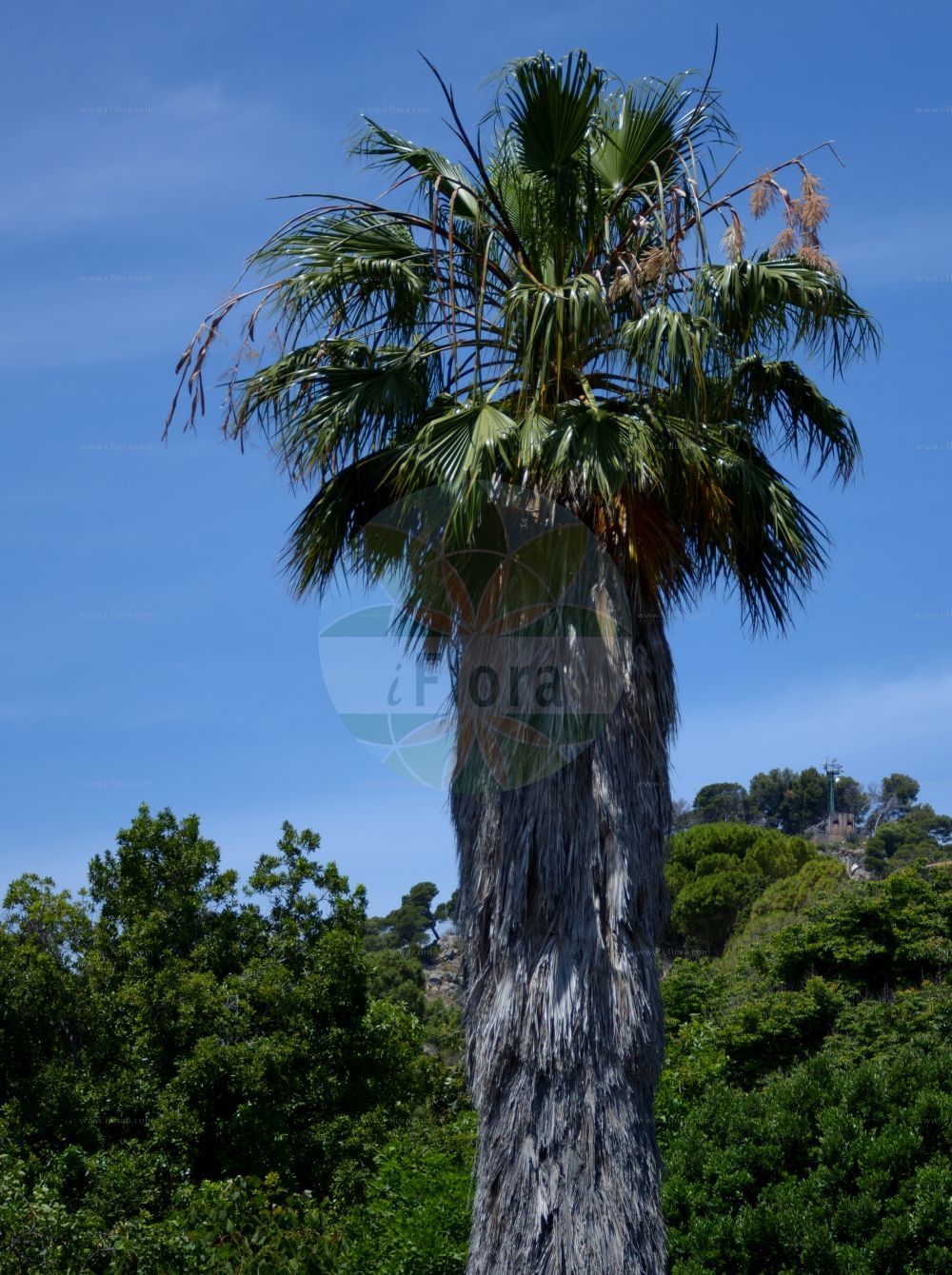 Foto von Phoenix canariensis. Das Bild zeigt Stamm, Blatt und Bluete. Das Foto wurde in Hanbury, Ventimiglia, Liguria, Italien aufgenommen. ---- Photo of Phoenix canariensis. The image is showing stem, leaf and flower. The picture was taken in Hanbury, Ventimiglia, Liguria, Italy.(Phoenix canariensis,Phoenix canariensis,Phoenix cycadifolia,Phoenix erecta,Phoenix jubae,Phoenix macrocarpa,Phoenix tenuis,Phoenix vigieri,Phoenix,Arecaceae,Palmengewächse,Palm family,Stamm,Blatt,Bluete,stem,leaf,flower)