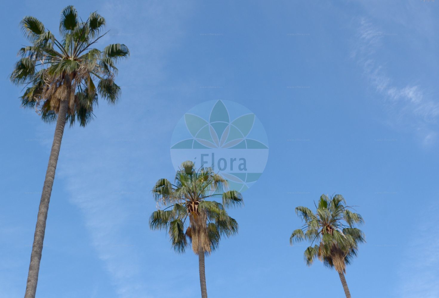 Foto von Washingtonia robusta. Das Bild zeigt Stamm und Blatt. Das Foto wurde in San Remo, Liguria, Italien aufgenommen. ---- Photo of Washingtonia robusta. The image is showing stem and leaf. The picture was taken in San Remo, Liguria, Italy.(Washingtonia robusta,Brahea robusta,Neowashingtonia robusta,Neowashingtonia sonorae,Pritchardia robusta,Washingtonia gracilis,Washingtonia robusta,Washingtonia sonorae,Washingtonia,Arecaceae,Palmengewächse,Palm family,Stamm,Blatt,stem,leaf)