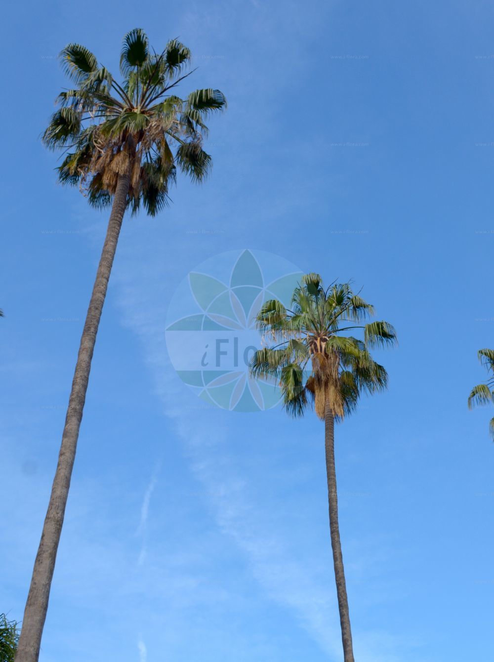 Foto von Washingtonia robusta. Das Bild zeigt Stamm und Blatt. Das Foto wurde in San Remo, Liguria, Italien aufgenommen. ---- Photo of Washingtonia robusta. The image is showing stem and leaf. The picture was taken in San Remo, Liguria, Italy.(Washingtonia robusta,Brahea robusta,Neowashingtonia robusta,Neowashingtonia sonorae,Pritchardia robusta,Washingtonia gracilis,Washingtonia robusta,Washingtonia sonorae,Washingtonia,Arecaceae,Palmengewächse,Palm family,Stamm,Blatt,stem,leaf)