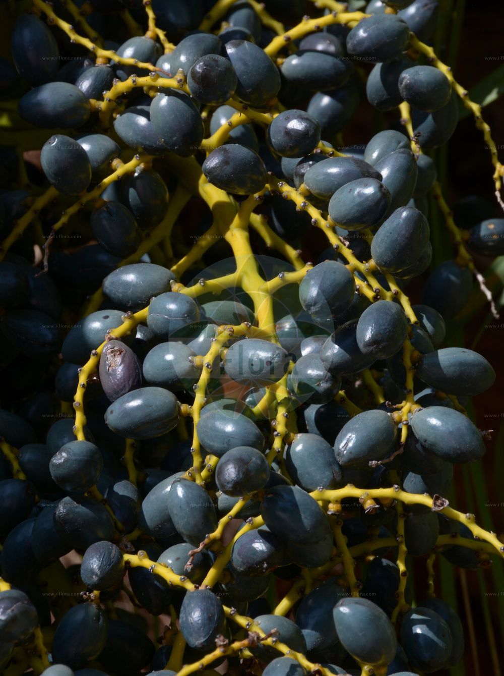 Foto von Livistona chinensis. Das Bild zeigt Blatt und Frucht. Das Foto wurde in San Remo, Liguria, Italien aufgenommen. ---- Photo of Livistona chinensis. The image is showing leaf and fruit. The picture was taken in San Remo, Liguria, Italy.(Livistona chinensis,Livistona,Arecaceae,Palmengewächse,Palm family,Blatt,Frucht,leaf,fruit)