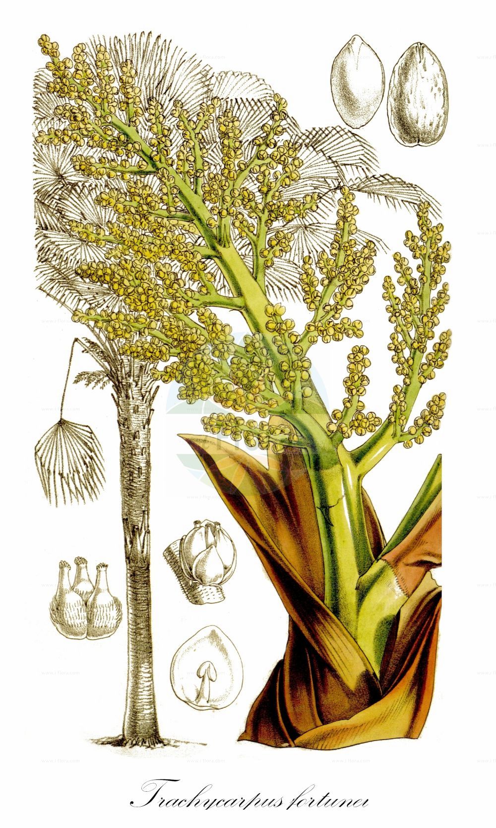 Historische Abbildung von Trachycarpus fortunei (Chinesische Hanfpalme - Chusan Palm). Das Bild zeigt Blatt, Bluete, Frucht und Same. ---- Historical Drawing of Trachycarpus fortunei (Chinesische Hanfpalme - Chusan Palm). The image is showing leaf, flower, fruit and seed.(Trachycarpus fortunei,Chinesische Hanfpalme,Chusan Palm,Trachycarpus fortunei,Chinesische Hanfpalme,Chusan Palm,Chinese Windmill Palm,Chusan Fan Palm,Windmill Palm,Trachycarpus,Hanfpalme,Chinese Windmill Palm,Arecaceae,Palmengewächse,Palm family,Blatt,Bluete,Frucht,Same,leaf,flower,fruit,seed,Fitch (1860))