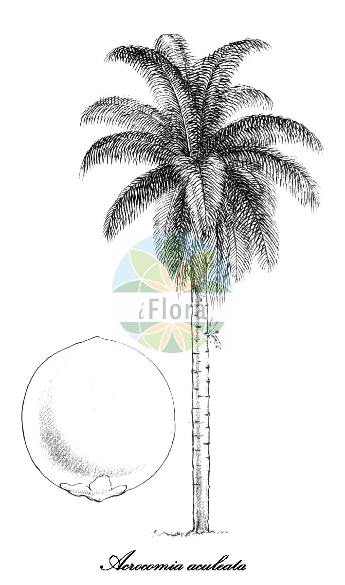 Historische Abbildung von Acrocomia aculeata. Das Bild zeigt Blatt, Bluete, Frucht und Same. ---- Historical Drawing of Acrocomia aculeata. The image is showing leaf, flower, fruit and seed.(Acrocomia aculeata,Acrocomia,Aamerikanische Schopfpalme,Coyol,Arecaceae,Palmengewächse,Palm family,Blatt,Bluete,Frucht,Same,leaf,flower,fruit,seed,Wallace (1853))