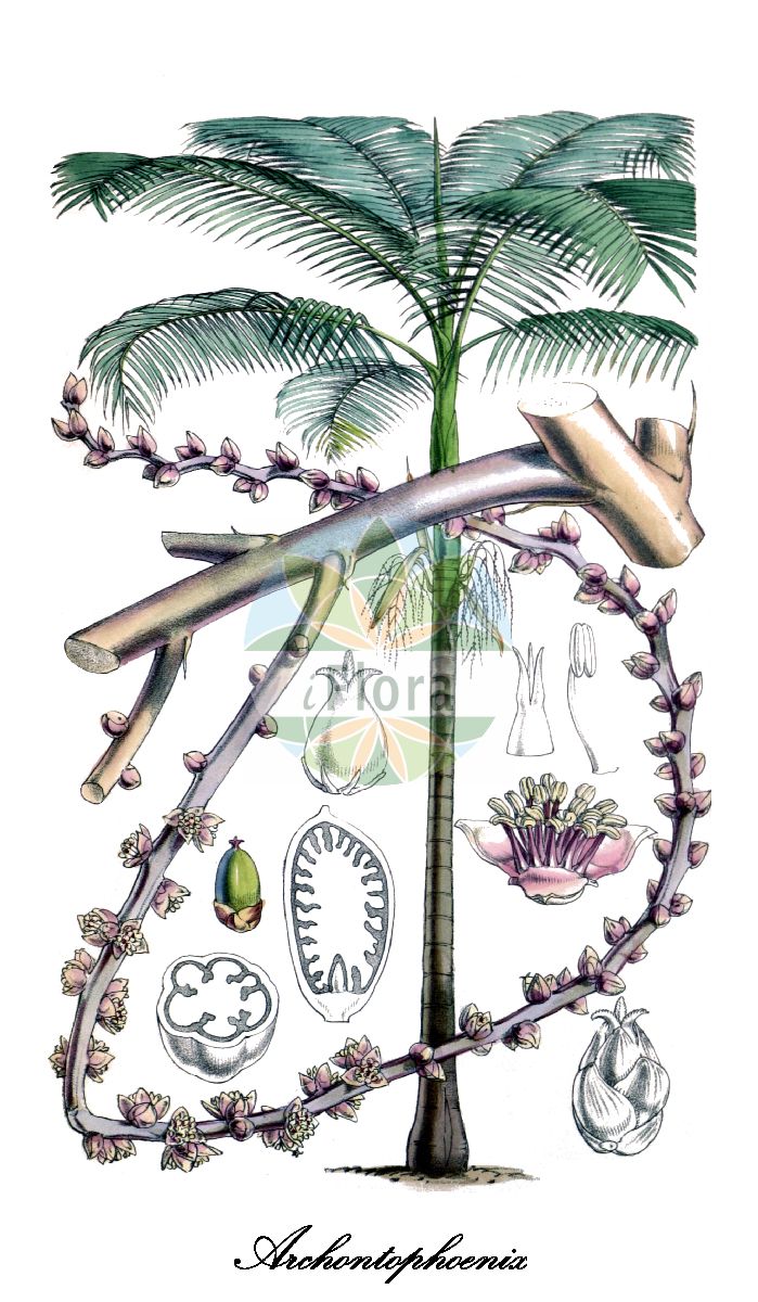 Historische Abbildung von Archontophoenix cunninghamiana. Das Bild zeigt Blatt, Bluete, Frucht und Same. ---- Historical Drawing of Archontophoenix cunninghamiana. The image is showing leaf, flower, fruit and seed.(Archontophoenix cunninghamiana,Archontophoenix,Arecaceae,Palmengewächse,Palm family,Blatt,Bluete,Frucht,Same,leaf,flower,fruit,seed,Curtis Botanical Magazine (1857))
