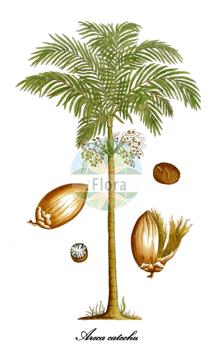 Historische Abbildung von Areca catechu (Arekpalme). Das Bild zeigt Blatt, Bluete, Frucht und Same. ---- Historical Drawing of Areca catechu (Arekpalme). The image is showing leaf, flower, fruit and seed.(Areca catechu,Arekpalme,Betelnuss,Betelpalme,Pinangpalme,Areca,Arecaceae,Palmengewächse,Palm family,Blatt,Bluete,Frucht,Same,leaf,flower,fruit,seed,Blackwell (1737-1739))