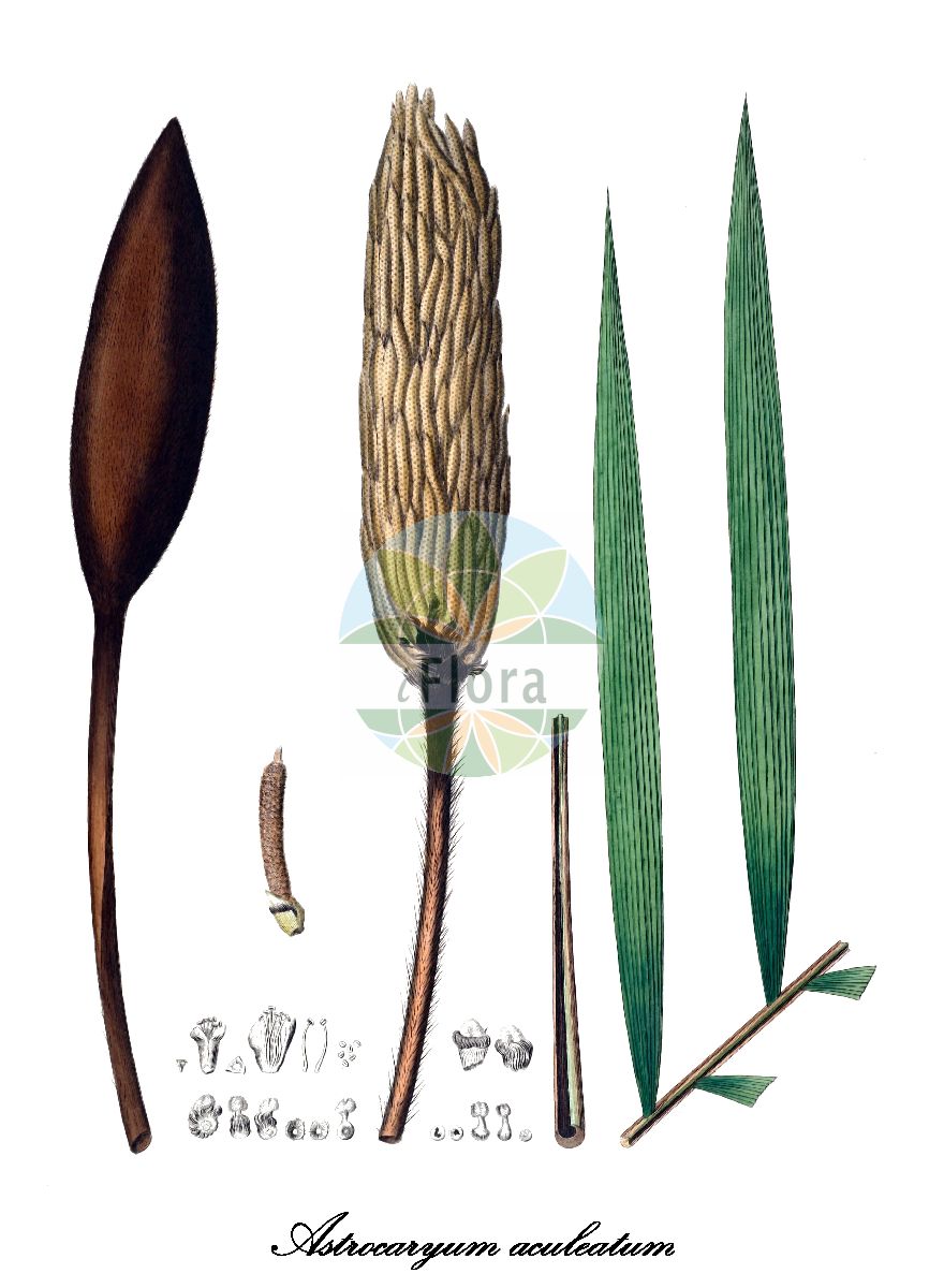 Historische Abbildung von Astrocaryum aculeatum. Das Bild zeigt Blatt, Bluete, Frucht und Same. ---- Historical Drawing of Astrocaryum aculeatum. The image is showing leaf, flower, fruit and seed.(Astrocaryum aculeatum,Astrocaryum,Arecaceae,Palmengewächse,Palm family,Blatt,Bluete,Frucht,Same,leaf,flower,fruit,seed,von Martius (1823-1850))