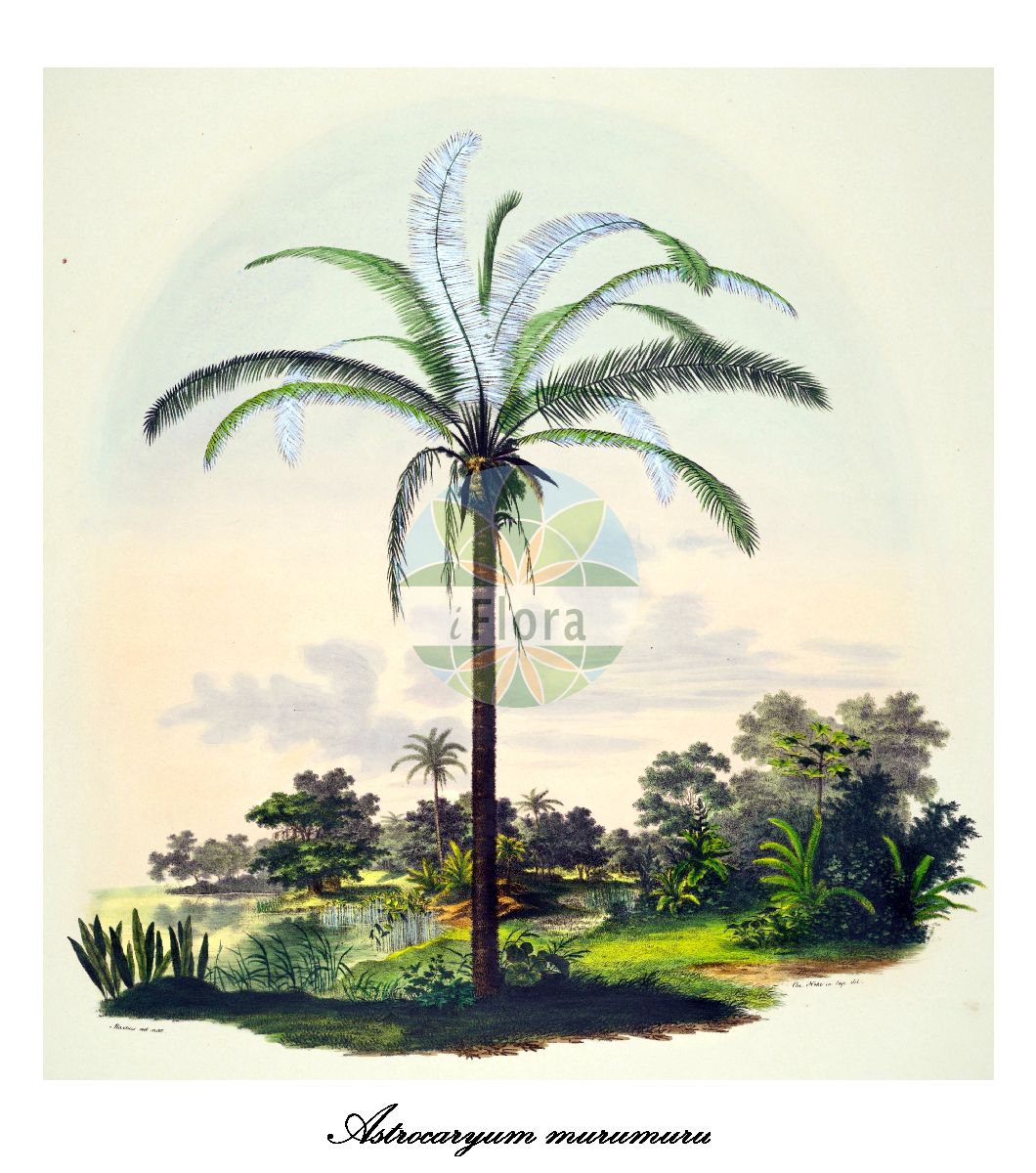 Historische Abbildung von Astrocaryum murumuru. Das Bild zeigt Blatt, Bluete, Frucht und Same. ---- Historical Drawing of Astrocaryum murumuru. The image is showing leaf, flower, fruit and seed.(Astrocaryum murumuru,Astrocaryum,Arecaceae,Palmengewächse,Palm family,Blatt,Bluete,Frucht,Same,leaf,flower,fruit,seed,von Martius (1823-1850))