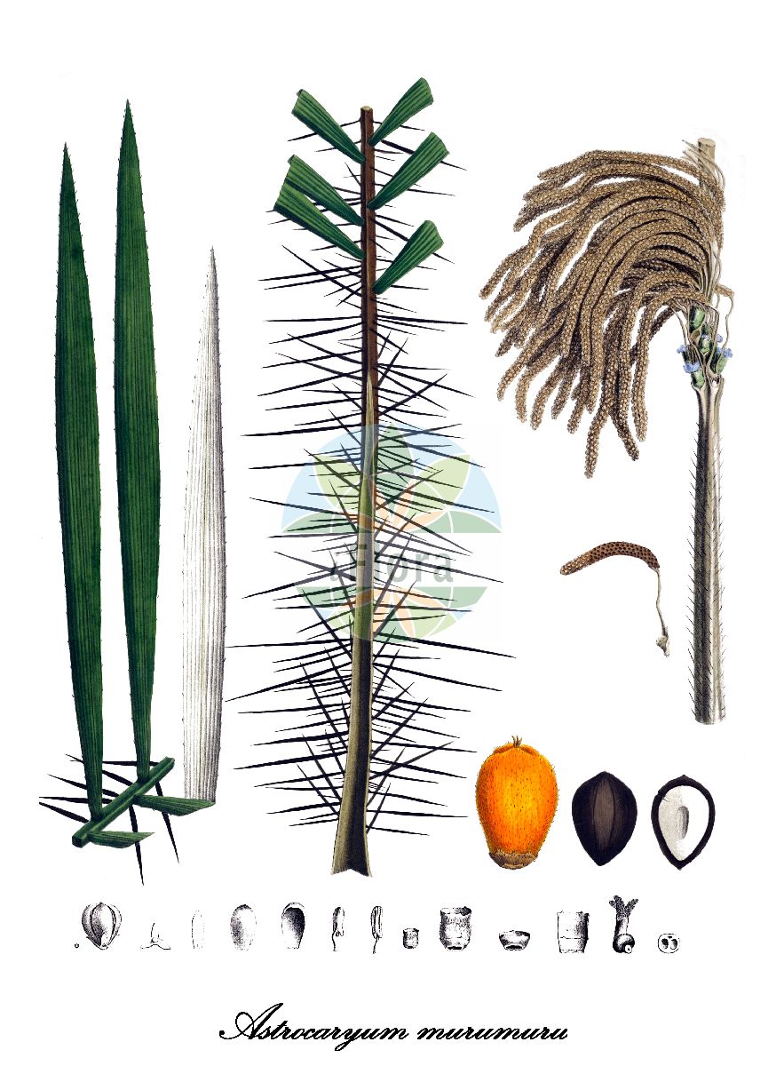 Historische Abbildung von Astrocaryum murumuru. Das Bild zeigt Blatt, Bluete, Frucht und Same. ---- Historical Drawing of Astrocaryum murumuru. The image is showing leaf, flower, fruit and seed.(Astrocaryum murumuru,Astrocaryum,Arecaceae,Palmengewächse,Palm family,Blatt,Bluete,Frucht,Same,leaf,flower,fruit,seed,von Martius (1823-1850))