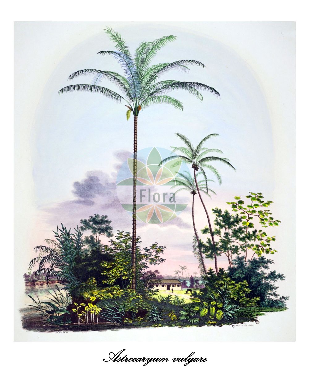 Historische Abbildung von Astrocaryum vulgare. Das Bild zeigt Blatt, Bluete, Frucht und Same. ---- Historical Drawing of Astrocaryum vulgare. The image is showing leaf, flower, fruit and seed.(Astrocaryum vulgare,Astrocaryum,Arecaceae,Palmengewächse,Palm family,Blatt,Bluete,Frucht,Same,leaf,flower,fruit,seed,von Martius (1823-1850))