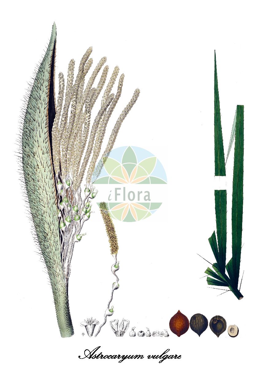 Historische Abbildung von Astrocaryum vulgare. Das Bild zeigt Blatt, Bluete, Frucht und Same. ---- Historical Drawing of Astrocaryum vulgare. The image is showing leaf, flower, fruit and seed.(Astrocaryum vulgare,Astrocaryum,Arecaceae,Palmengewächse,Palm family,Blatt,Bluete,Frucht,Same,leaf,flower,fruit,seed,von Martius (1823-1850))
