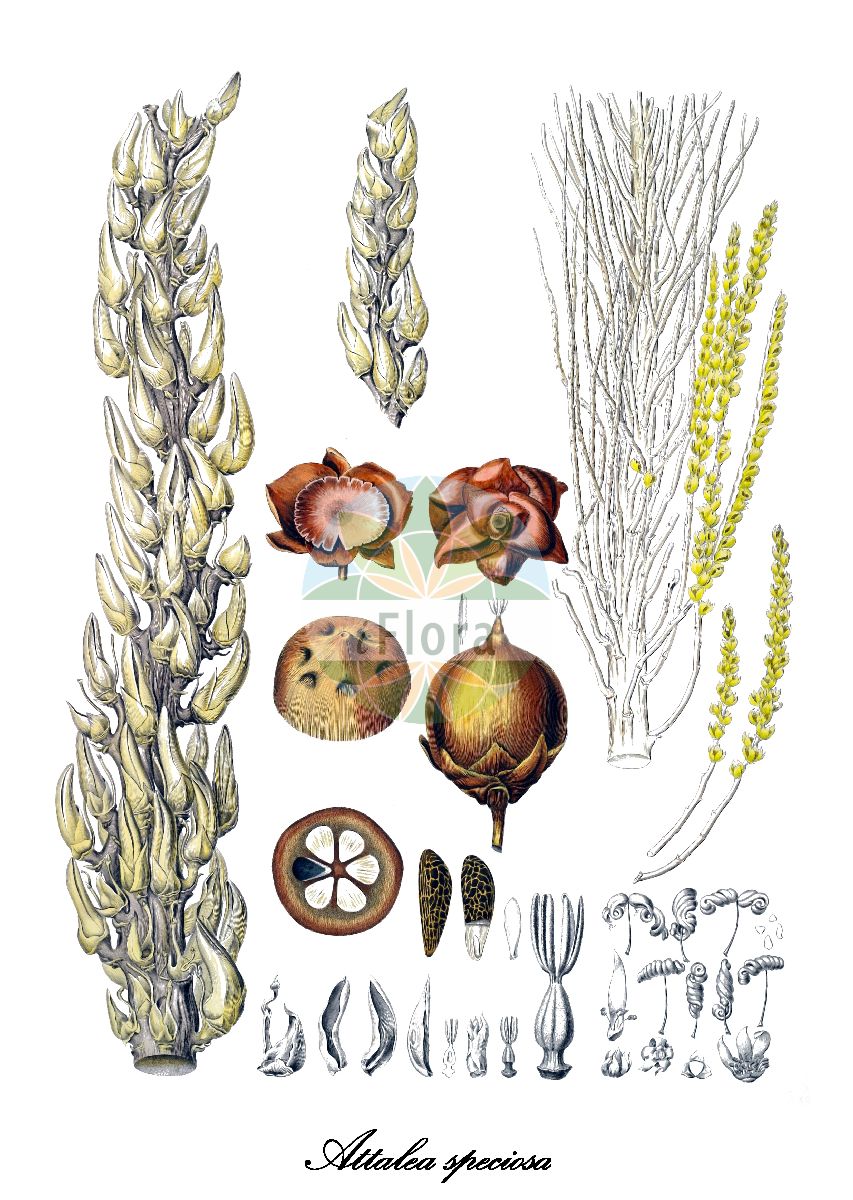 Historische Abbildung von Attalea speciosa. Das Bild zeigt Blatt, Bluete, Frucht und Same. ---- Historical Drawing of Attalea speciosa. The image is showing leaf, flower, fruit and seed.(Attalea speciosa,Attalea,Arecaceae,Palmengewächse,Palm family,Blatt,Bluete,Frucht,Same,leaf,flower,fruit,seed,von Martius (1823-1850))