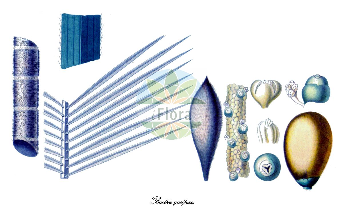 Historische Abbildung von Bactris gasipaes. Das Bild zeigt Blatt, Bluete, Frucht und Same. ---- Historical Drawing of Bactris gasipaes. The image is showing leaf, flower, fruit and seed.(Bactris gasipaes,Bactris,Arecaceae,Palmengewächse,Palm family,Blatt,Bluete,Frucht,Same,leaf,flower,fruit,seed,d’Orbigny (1847))