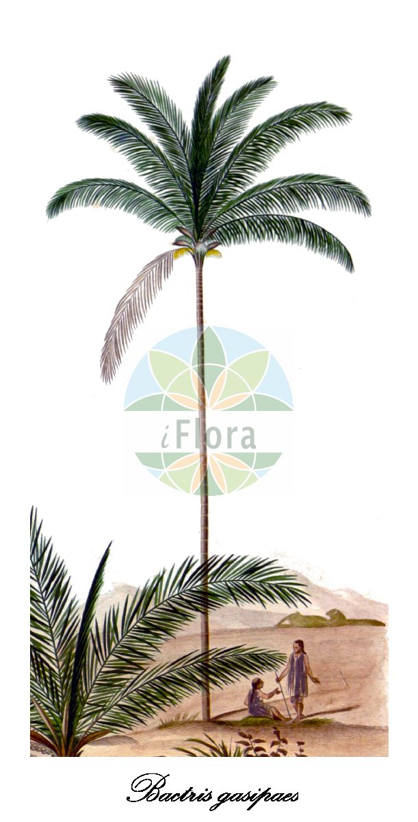 Historische Abbildung von Bactris gasipaes. Das Bild zeigt Blatt, Bluete, Frucht und Same. ---- Historical Drawing of Bactris gasipaes. The image is showing leaf, flower, fruit and seed.(Bactris gasipaes,Bactris,Arecaceae,Palmengewächse,Palm family,Blatt,Bluete,Frucht,Same,leaf,flower,fruit,seed,d’Orbigny (1847))