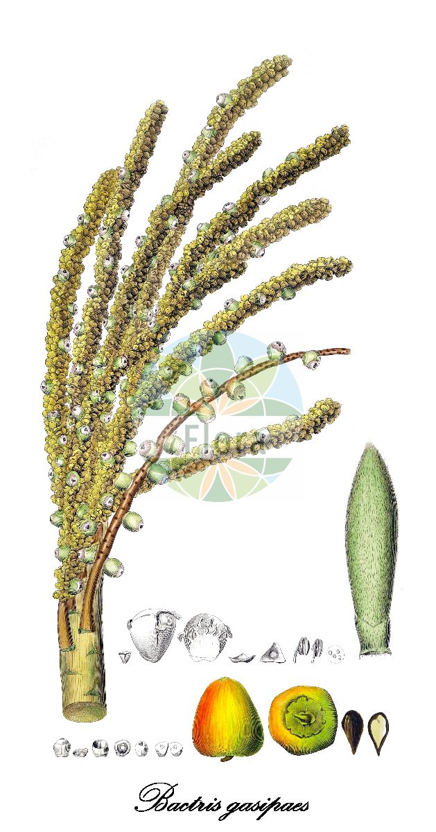 Historische Abbildung von Bactris gasipaes. Das Bild zeigt Blatt, Bluete, Frucht und Same. ---- Historical Drawing of Bactris gasipaes. The image is showing leaf, flower, fruit and seed.(Bactris gasipaes,Bactris,Arecaceae,Palmengewächse,Palm family,Blatt,Bluete,Frucht,Same,leaf,flower,fruit,seed,von Martius (1823-1850))